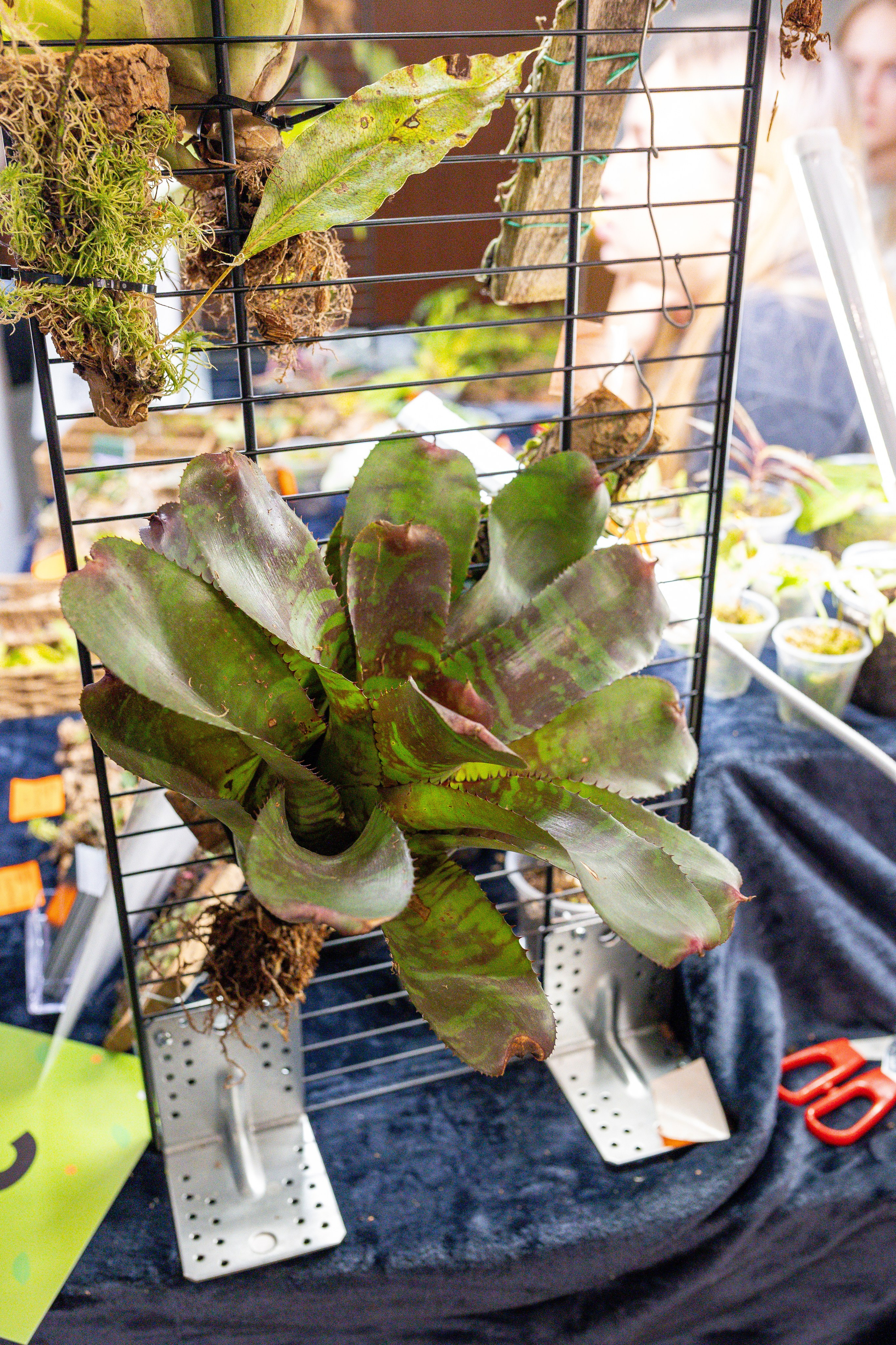 Growbox 5лет. Александра Куликова фотограф, Москва