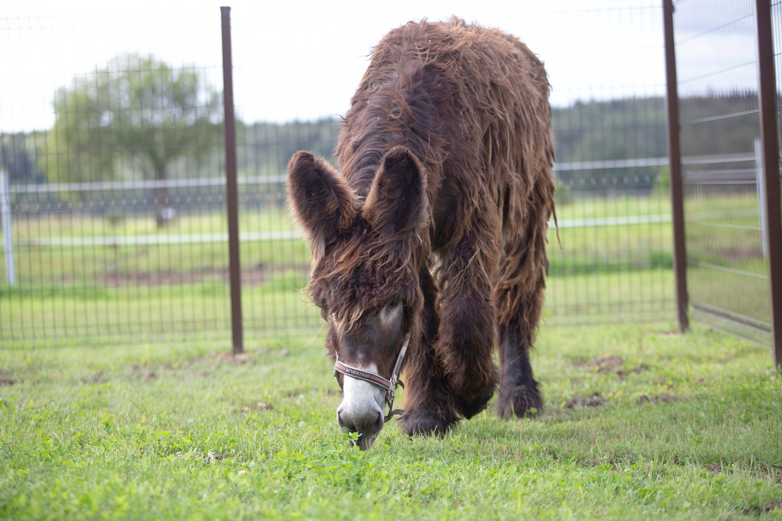 BAUDET DU POITOU. CLYDESDALE HOUSE