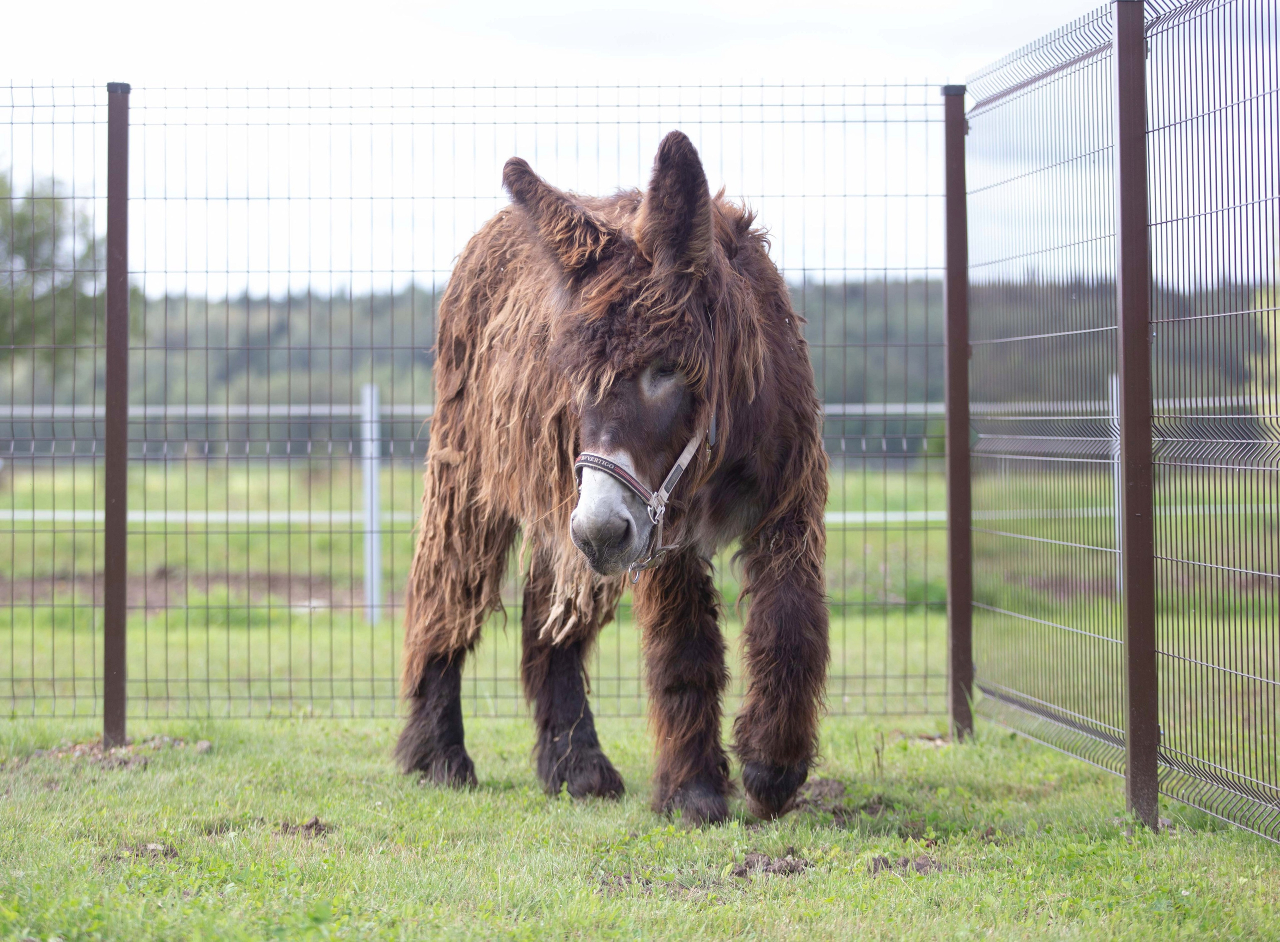 BAUDET DU POITOU. CLYDESDALE HOUSE