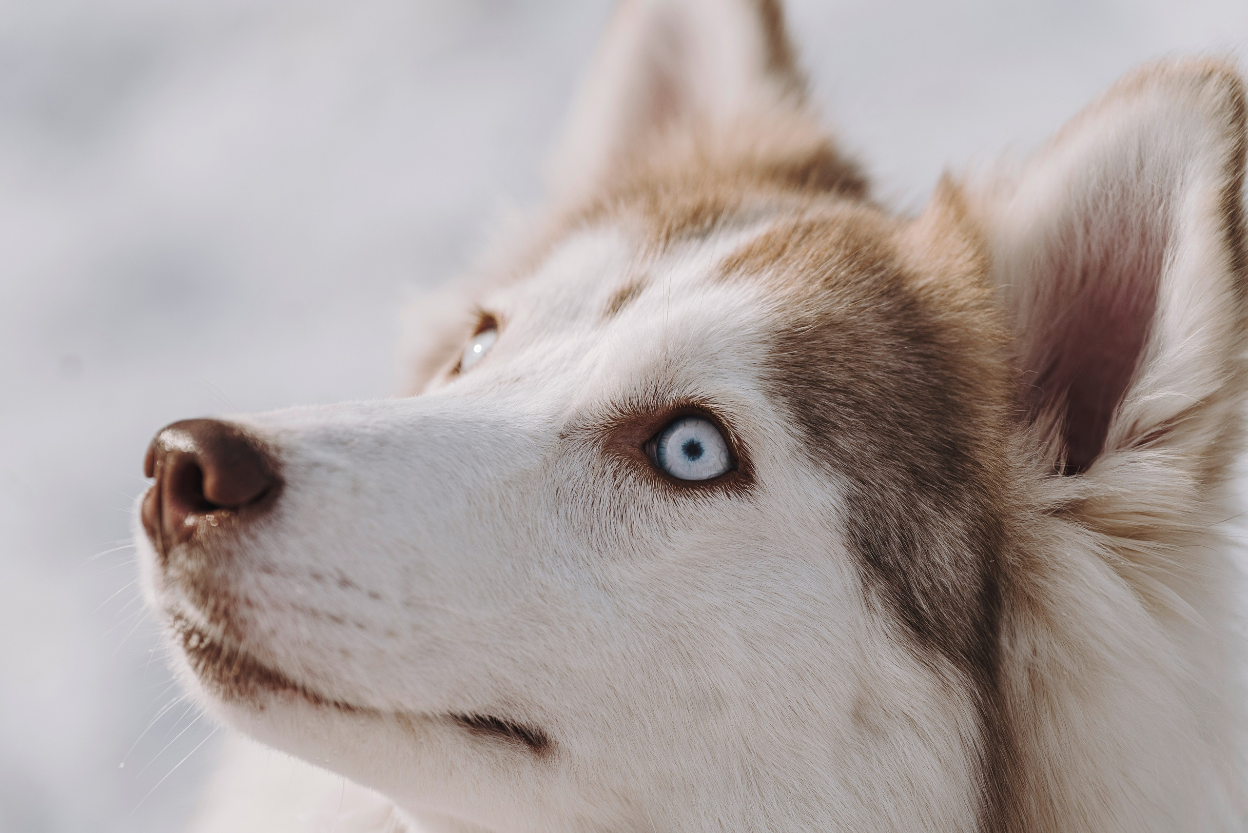Мария и Амелия. Фотограф анималист в Спб недорого Олеся Майорова