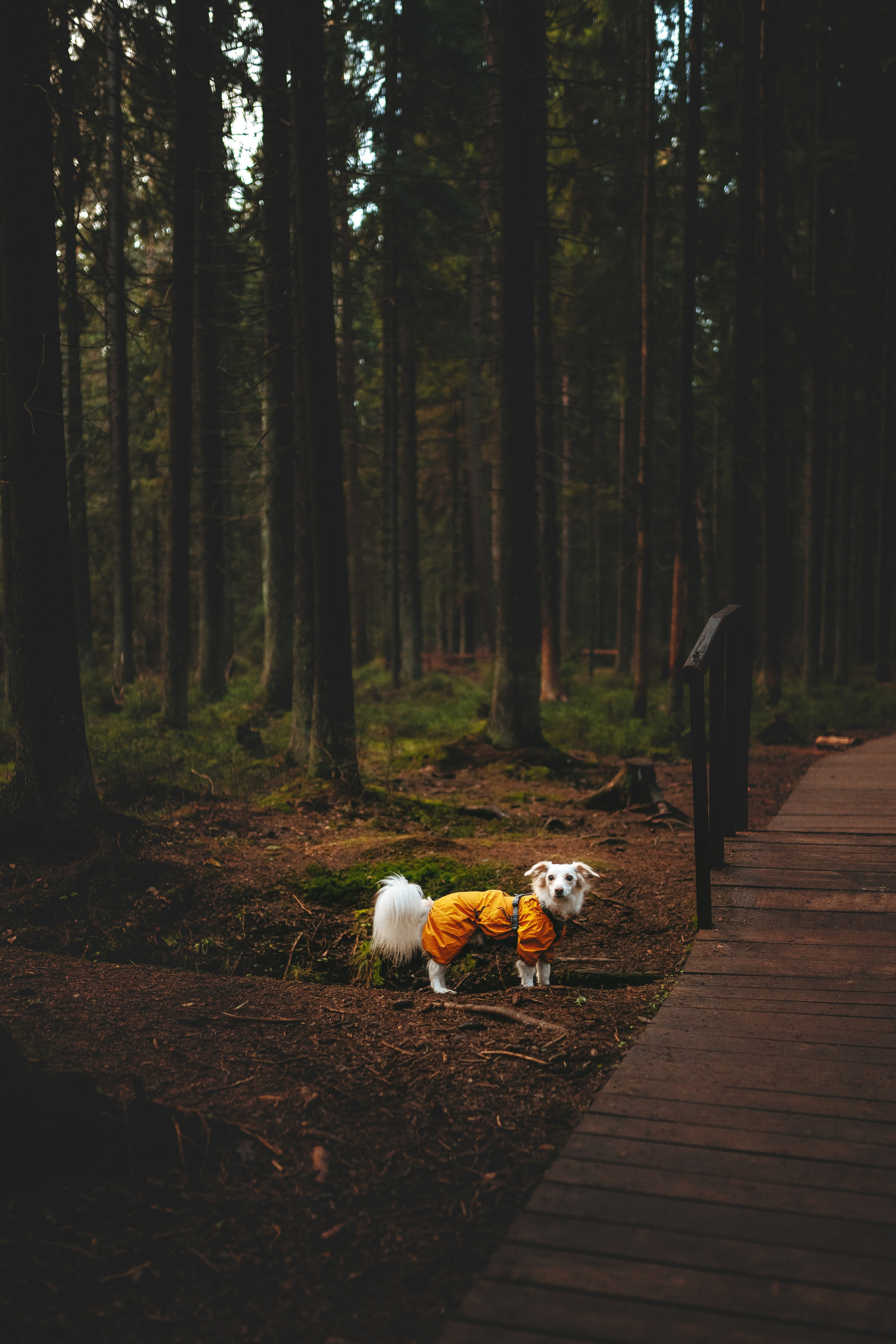 Бруно, Алена и Антон. Фотограф анималист в Спб недорого Олеся Майорова