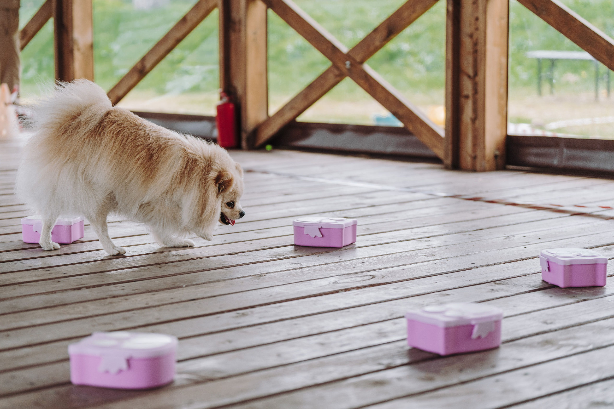 Соревнования по ноузворку в Лосево. Фотограф анималист в Спб недорого Олеся Майорова