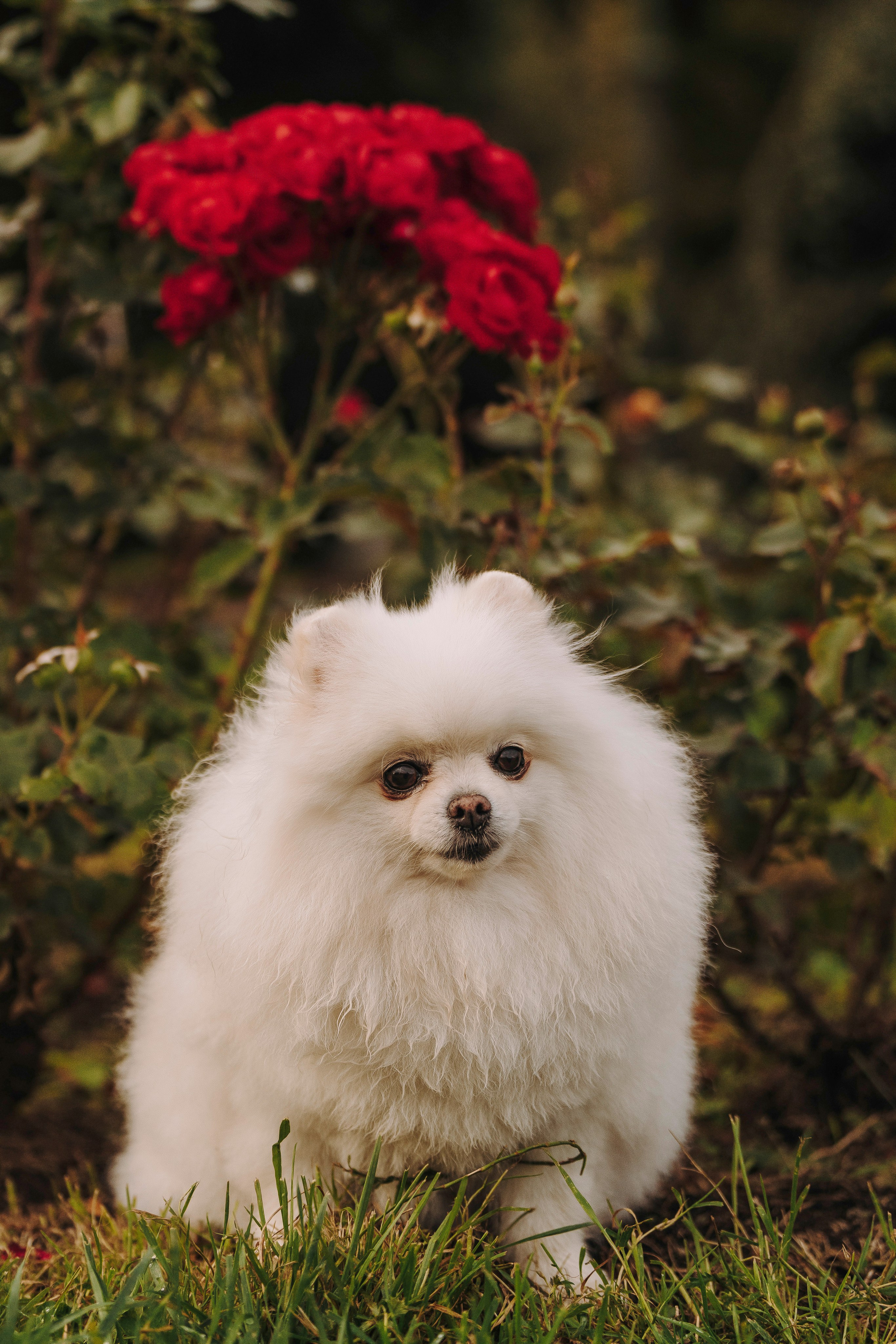 Фотосессия с померанским шпицем. Фотограф анималист в Спб недорого Олеся Майорова