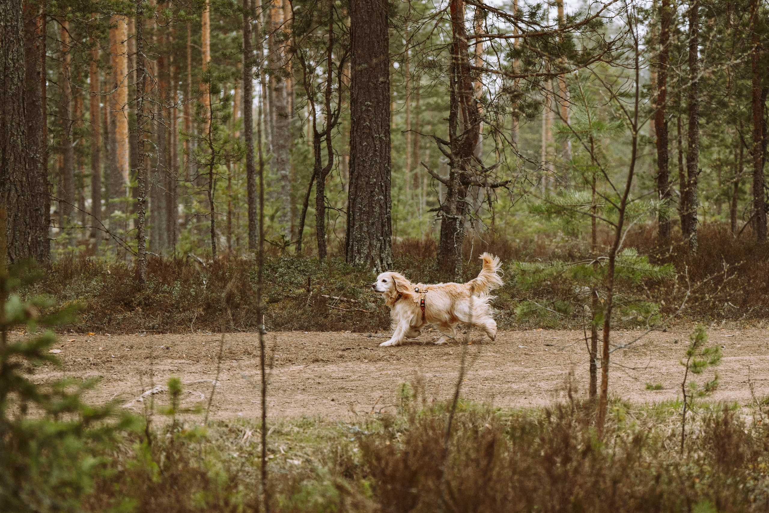 Дог трекинг к финскому хутору. Фотограф анималист в Спб недорого Олеся Майорова