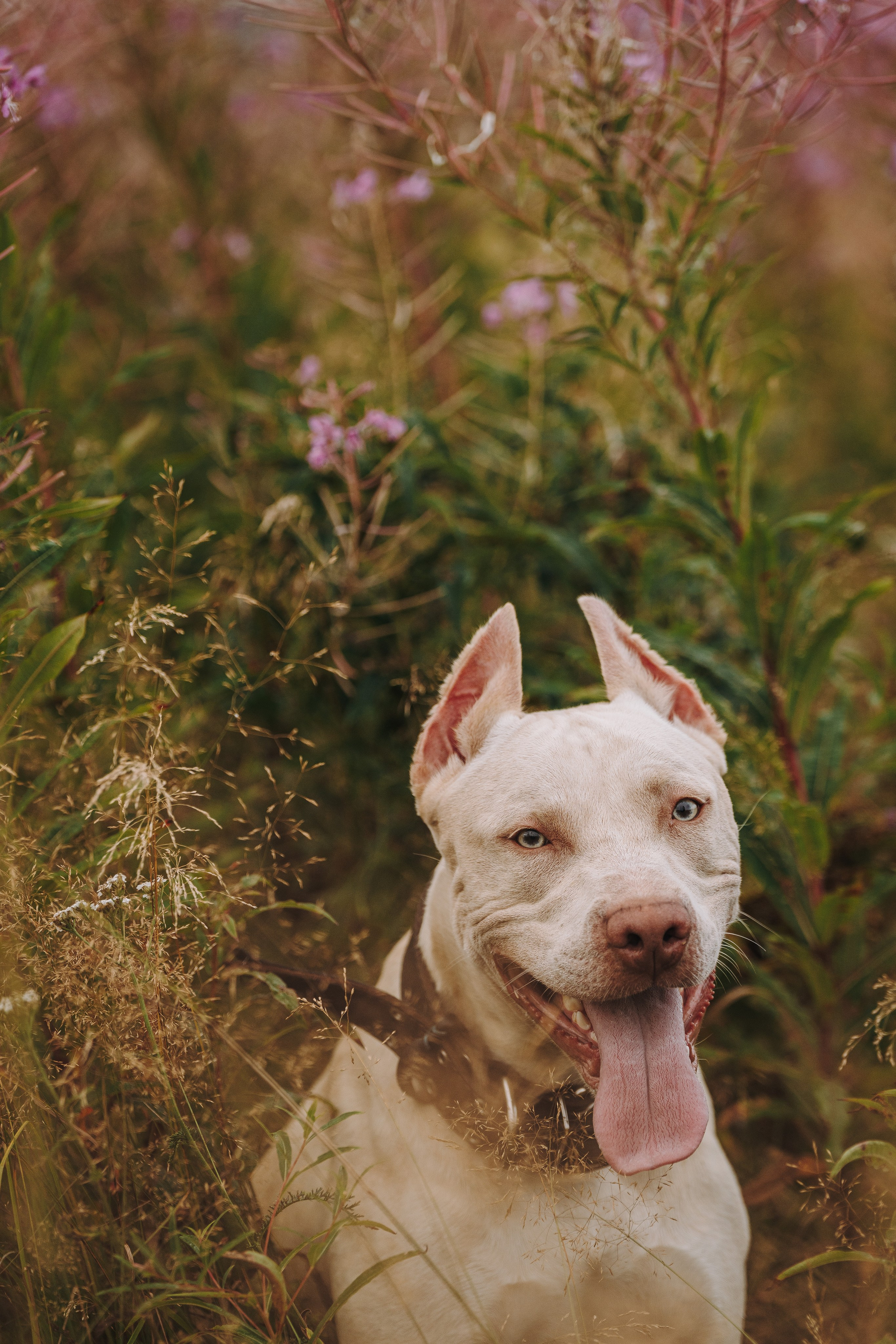 Оля и Гламур. Фотограф анималист в Спб недорого Олеся Майорова