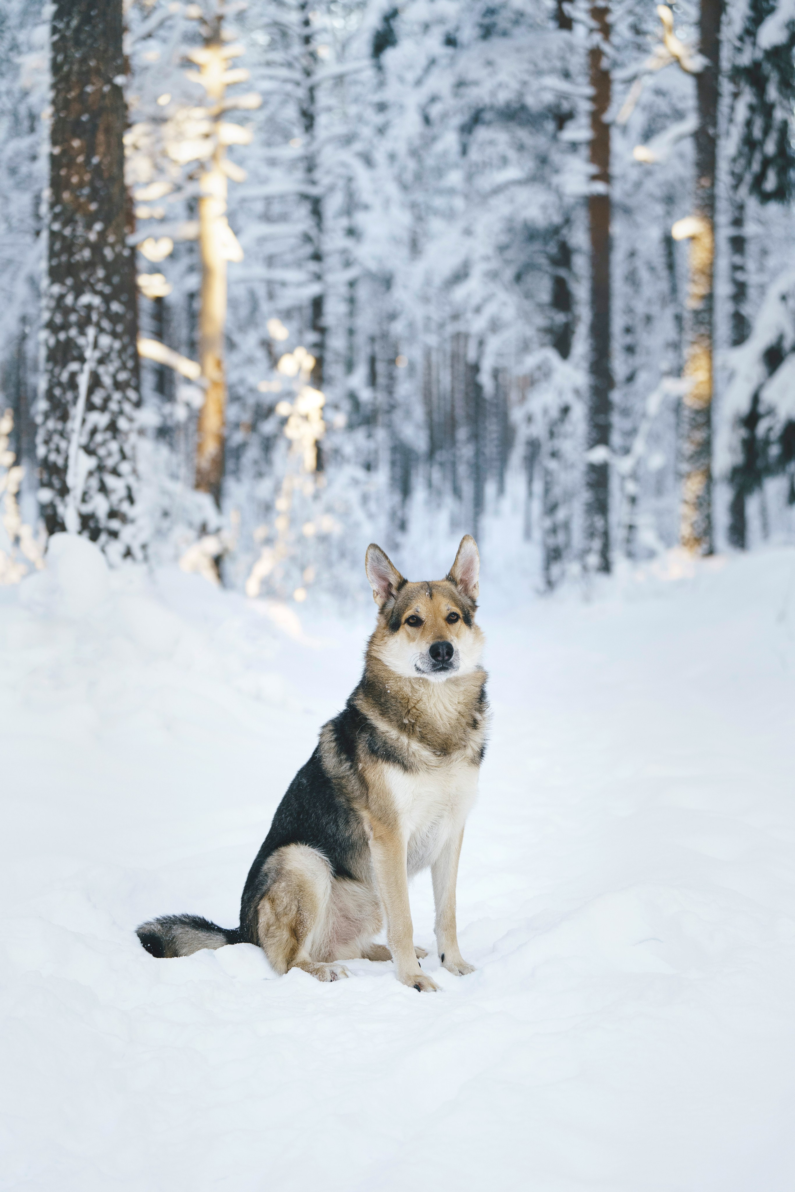 Рэй, Кузя, Ольга и Александр. Фотограф анималист в Спб недорого Олеся Майорова