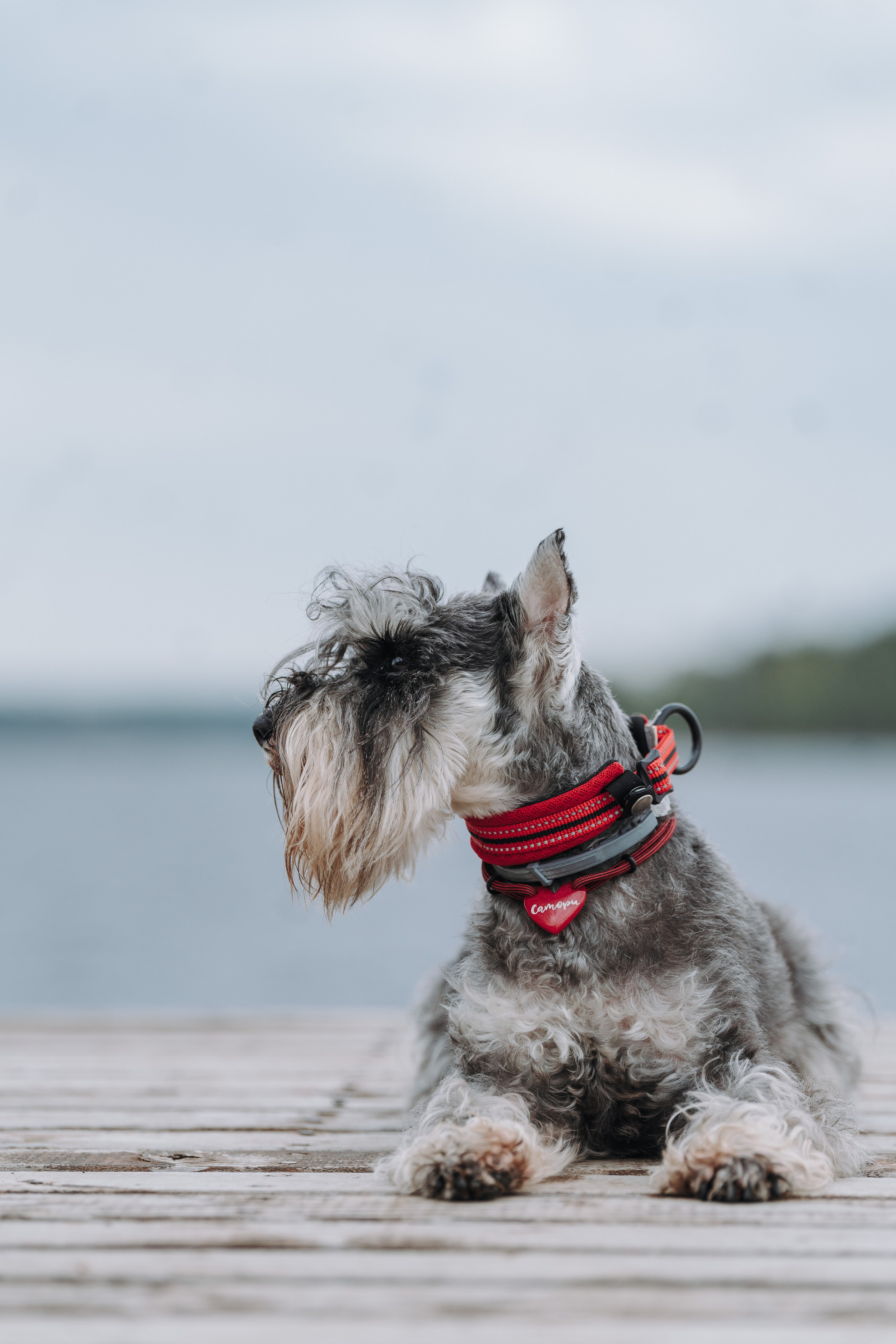 Соревнования по ноузворку в Лосево. Фотограф анималист в Спб недорого Олеся Майорова