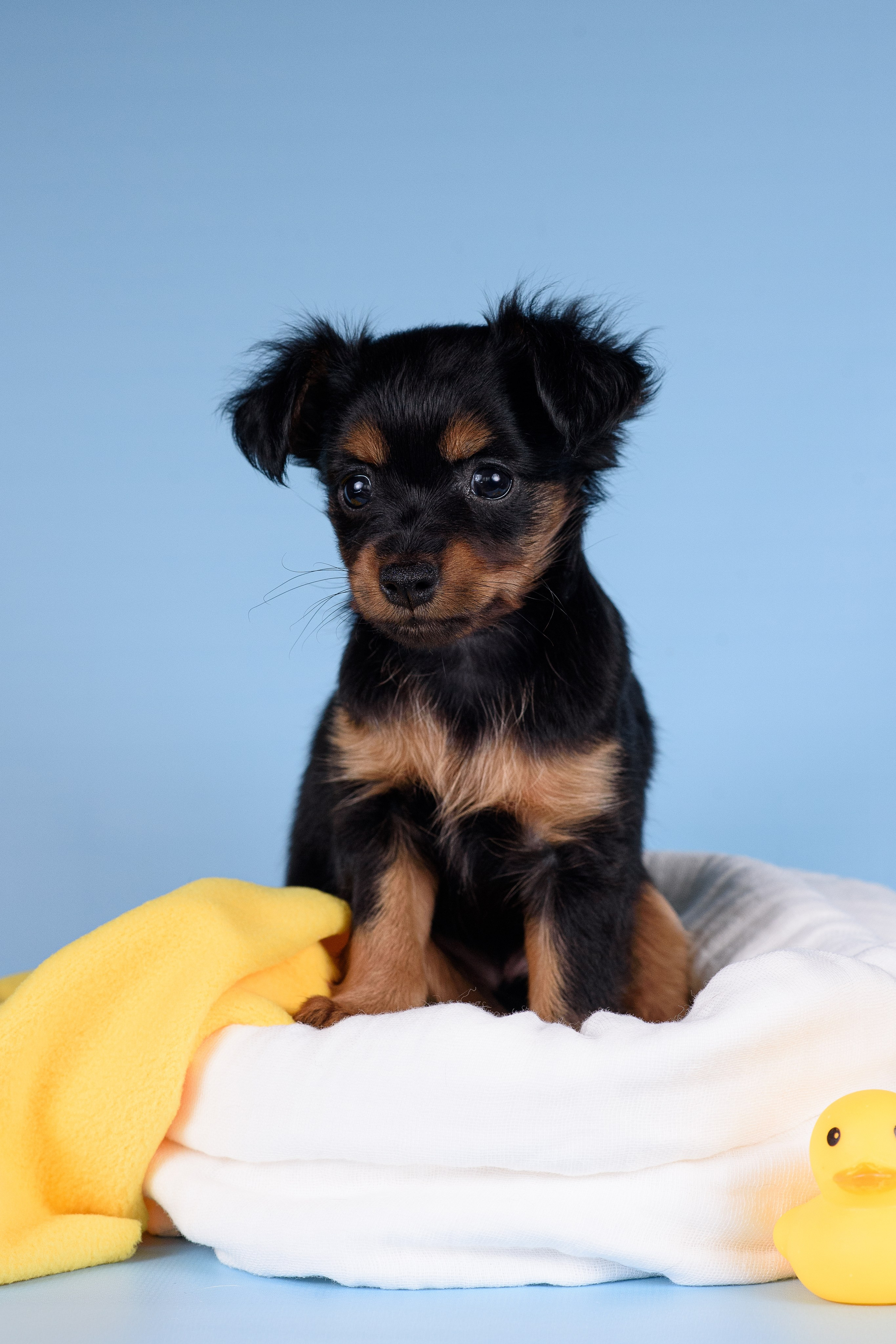 Щенки Пражских крысариков -13.04.2024. Фотограф — Анималист | Анна Абрамова