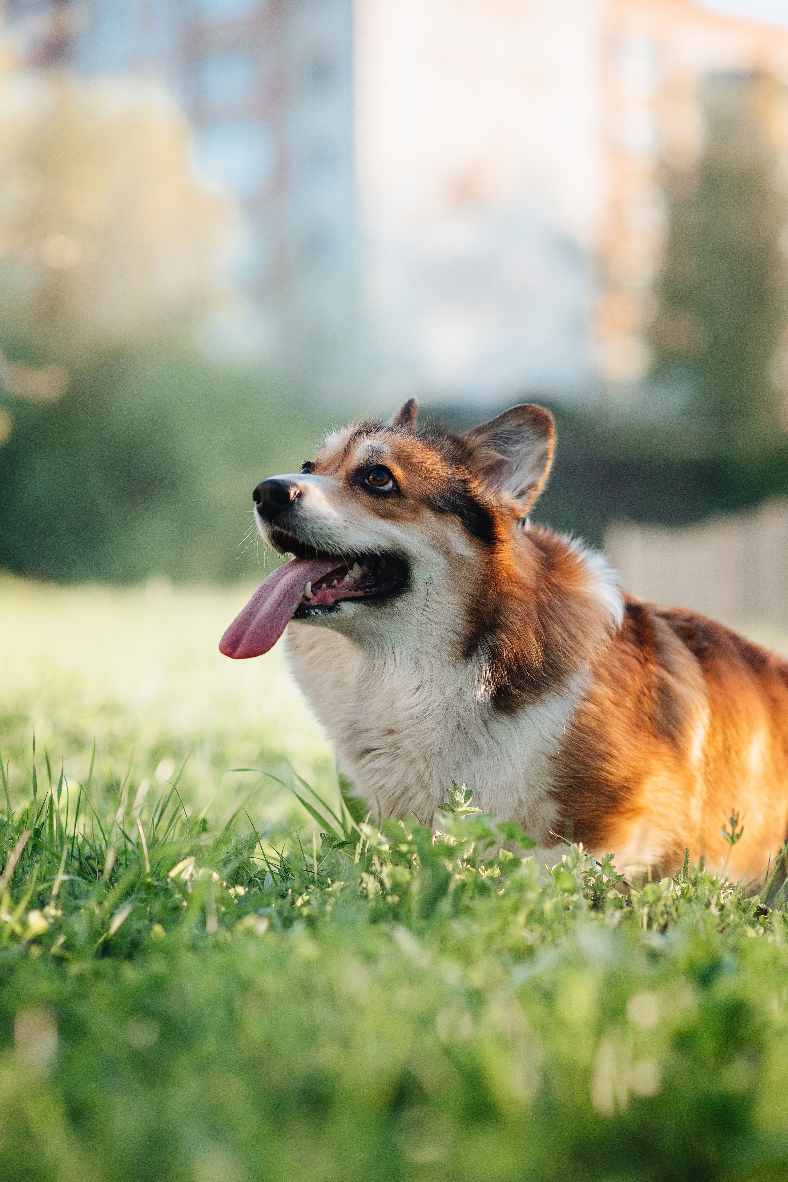 Трисс — 29.04.2024. Фотограф — Анималист | Анна Абрамова