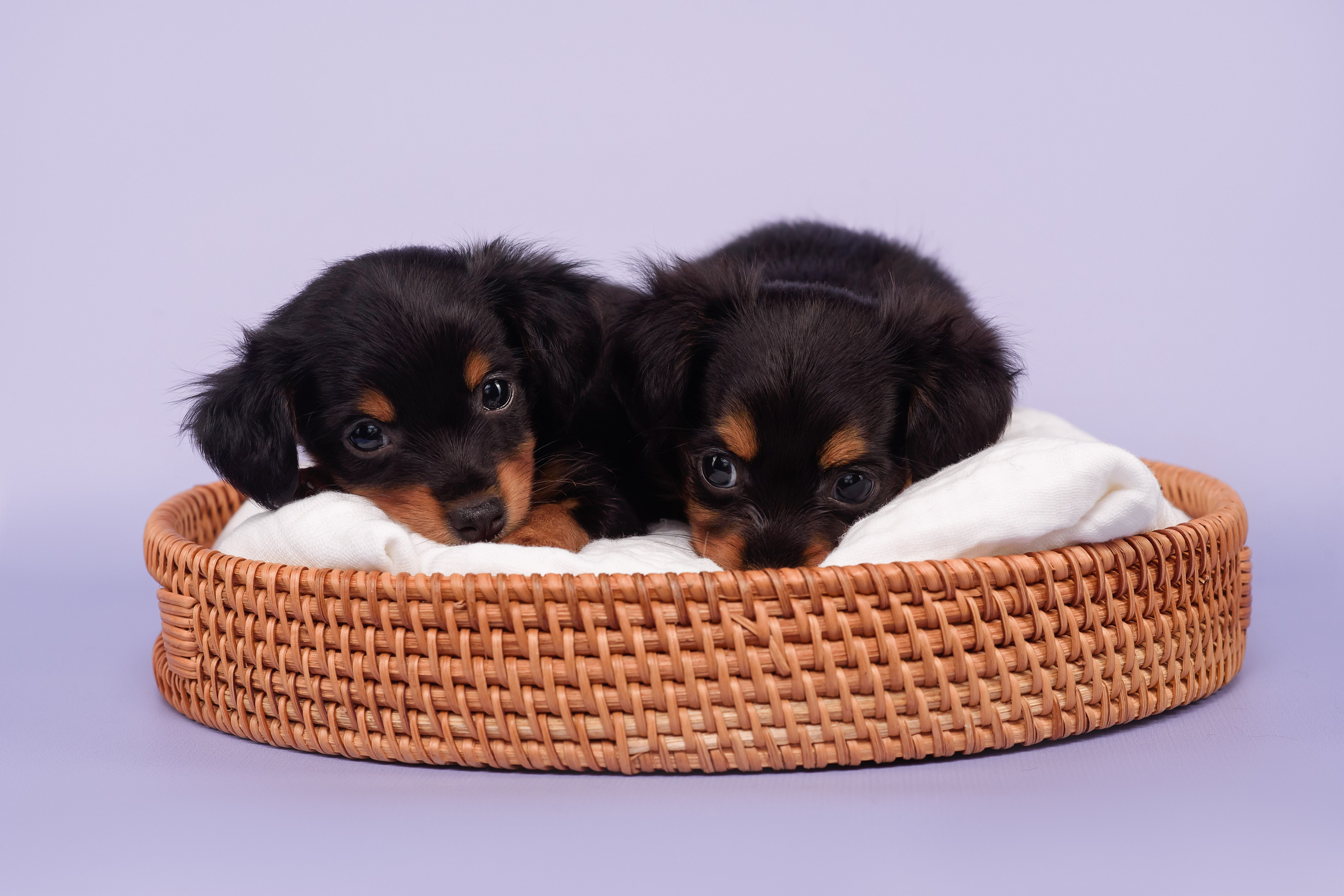 Малыши пражских крысариков — 30.07.2025. Фотограф — Анималист | Анна Абрамова