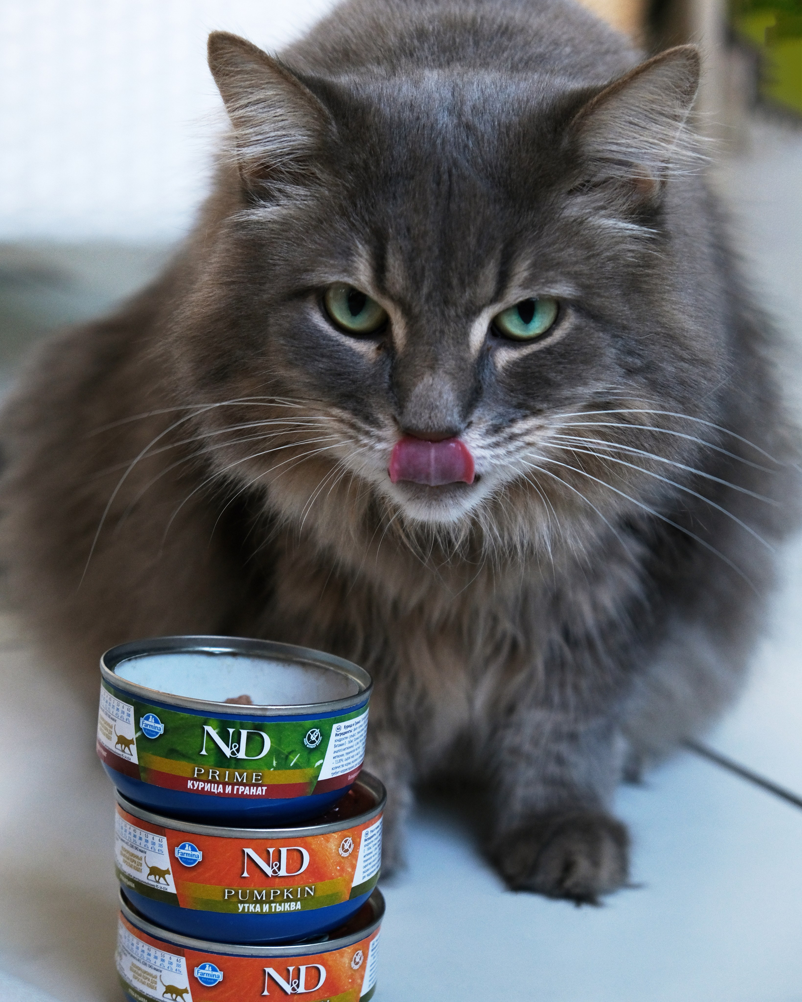 Farmina Pet Fods. Anna Prokhorova Photography