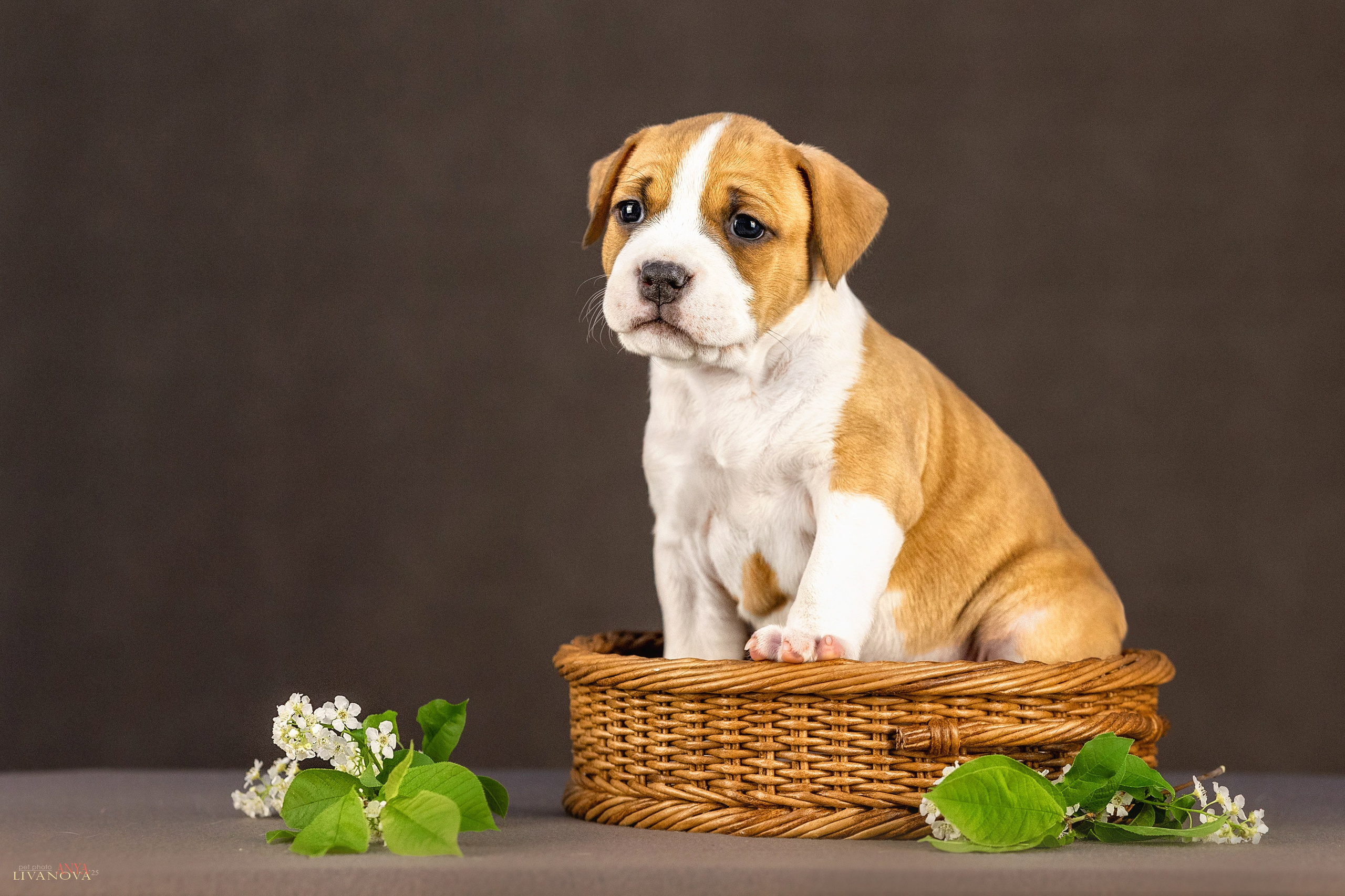 Стаффики. Фотограф анималист Аня Ливанова | Рыбинск