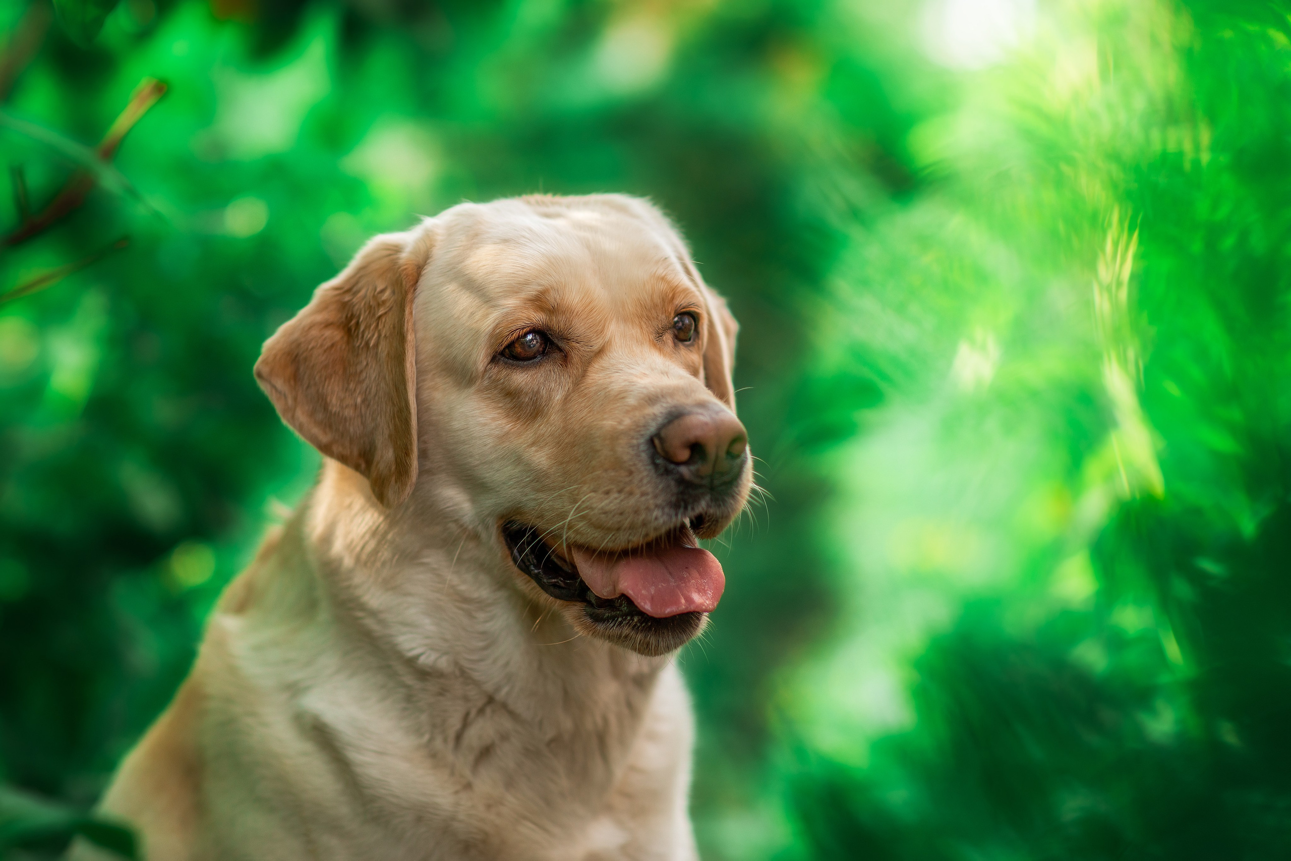 Фотосессии собак. Фотограф для Вашей собаки