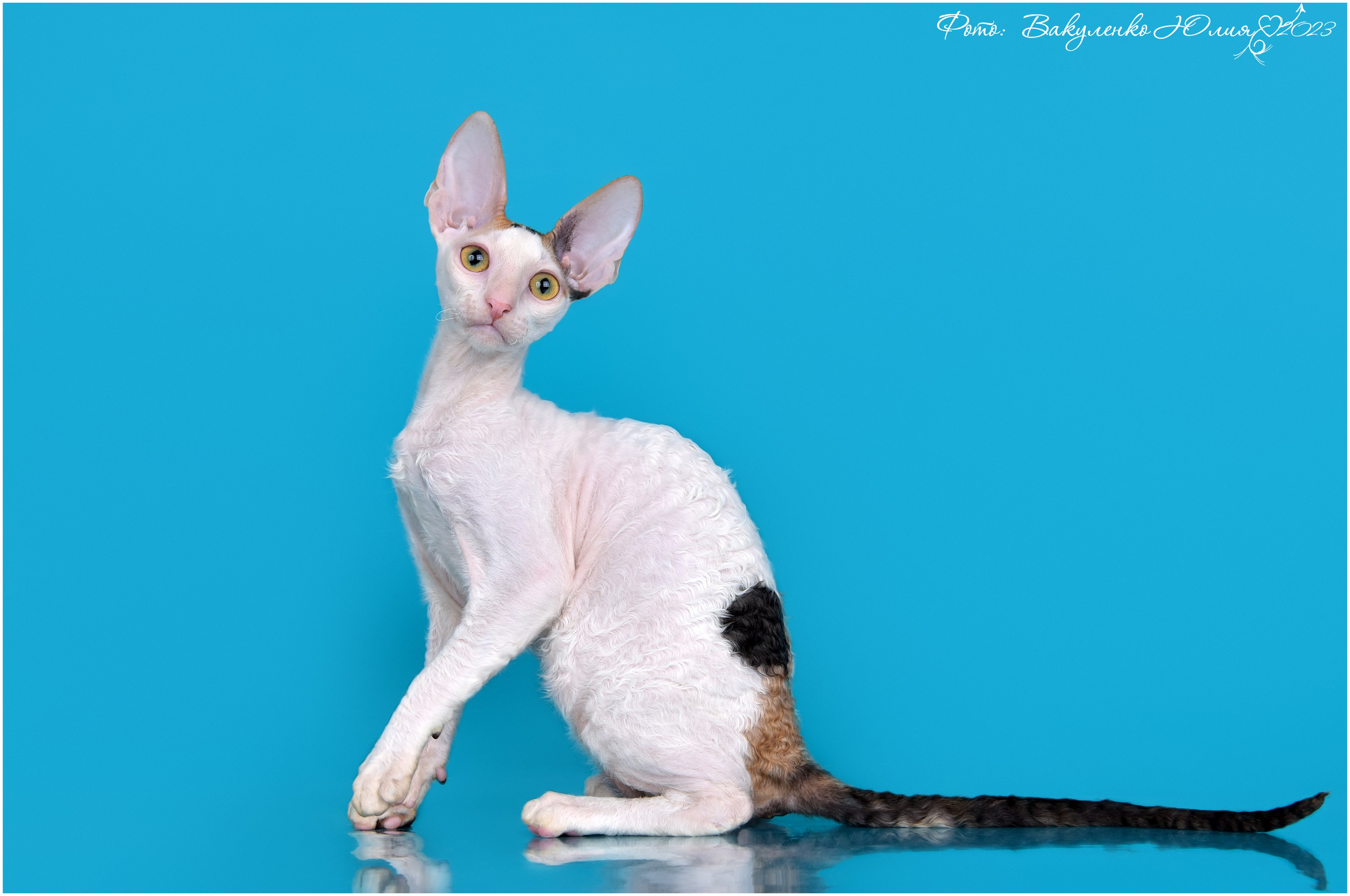 Котята. Фотограф анималист | семейный Юлия Вакуленко, г. Краснодар