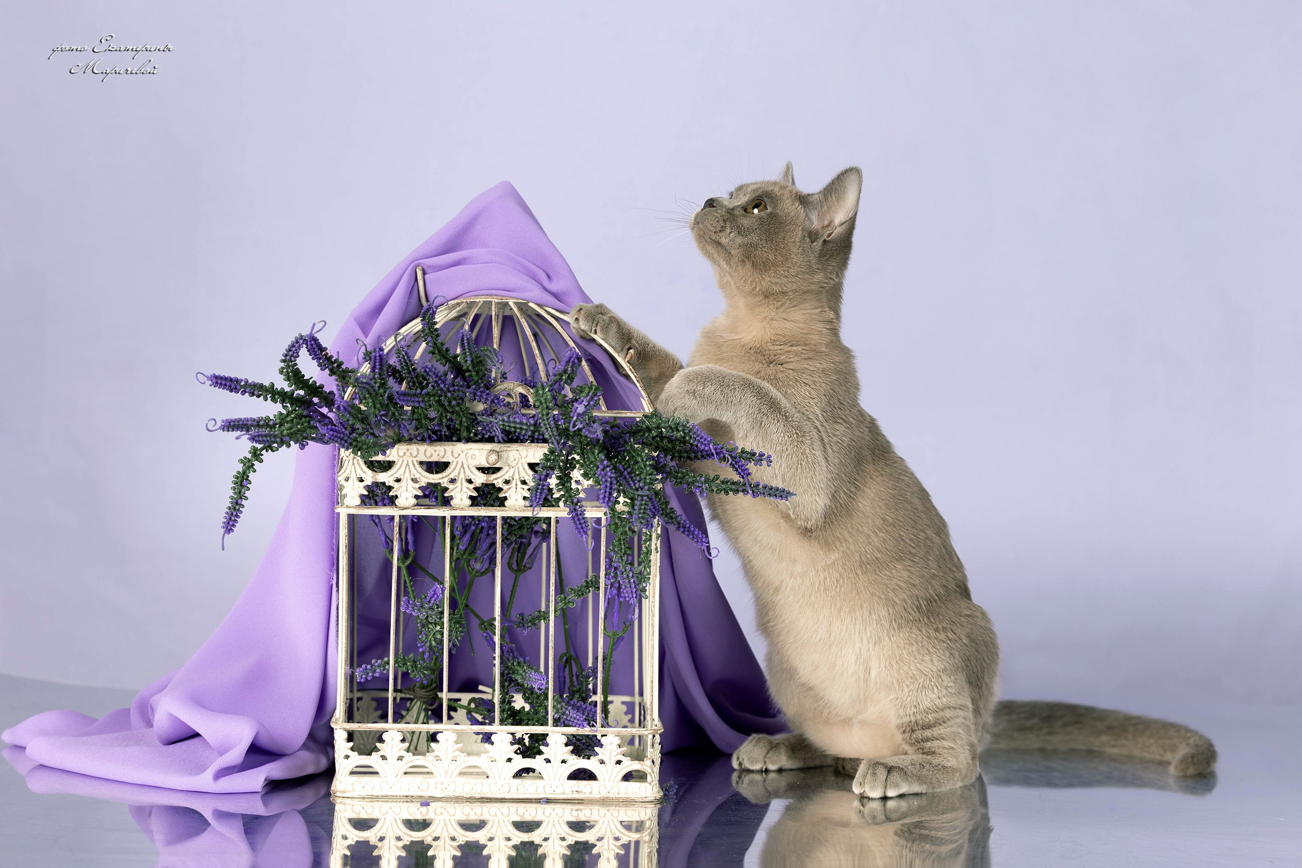 Стендовая съёмка на выставках кошек. Фотограф-анималист в Омске Екатерина Маричева