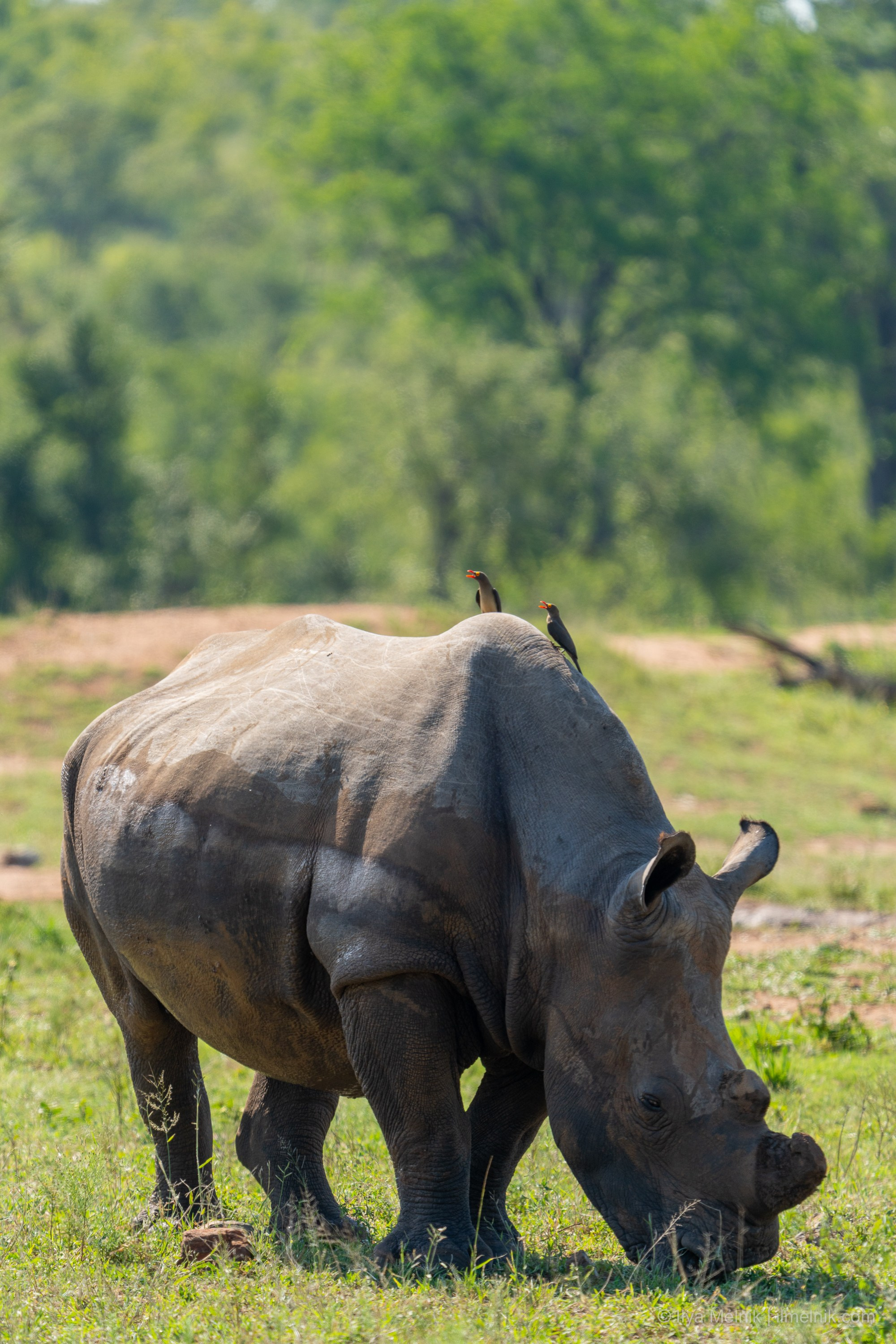 South Aftrica. Ilya Melnik Photography