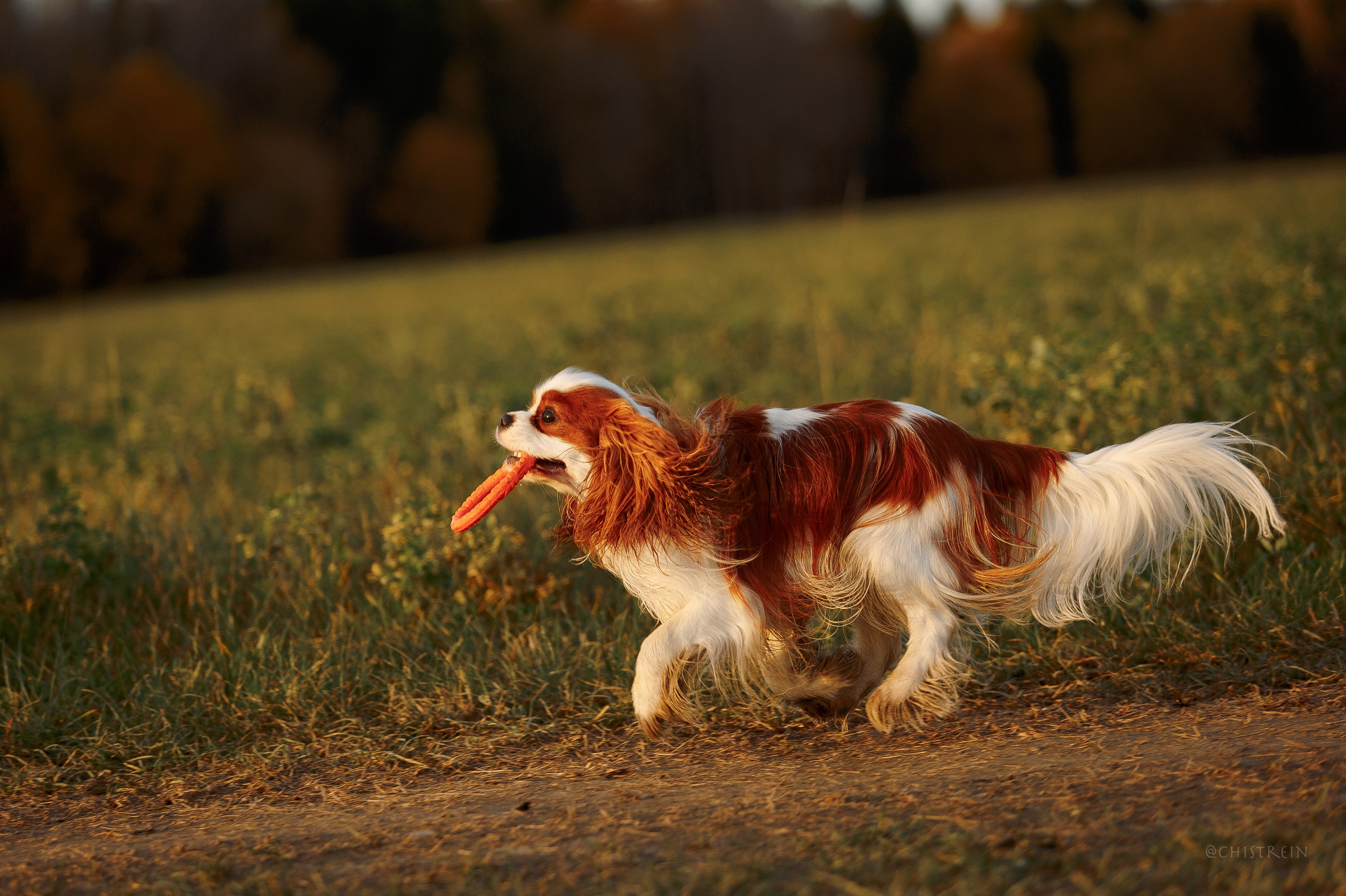Октябрьский закат в полях. Алина и Лео. Фотограф-анималист Наталия Чистюхина в г. Сосновый Бор и ЛО