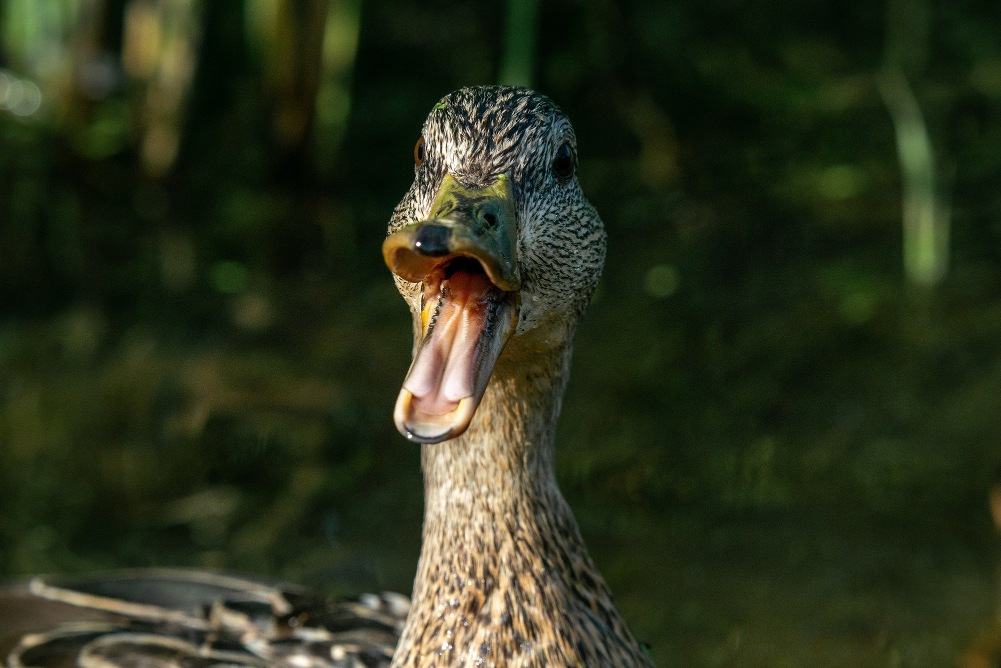 Удивительные мир птиц. Вокруг нас столько прекрасного — присмотритесь!. Ваш личный фотограф Марина Волкова