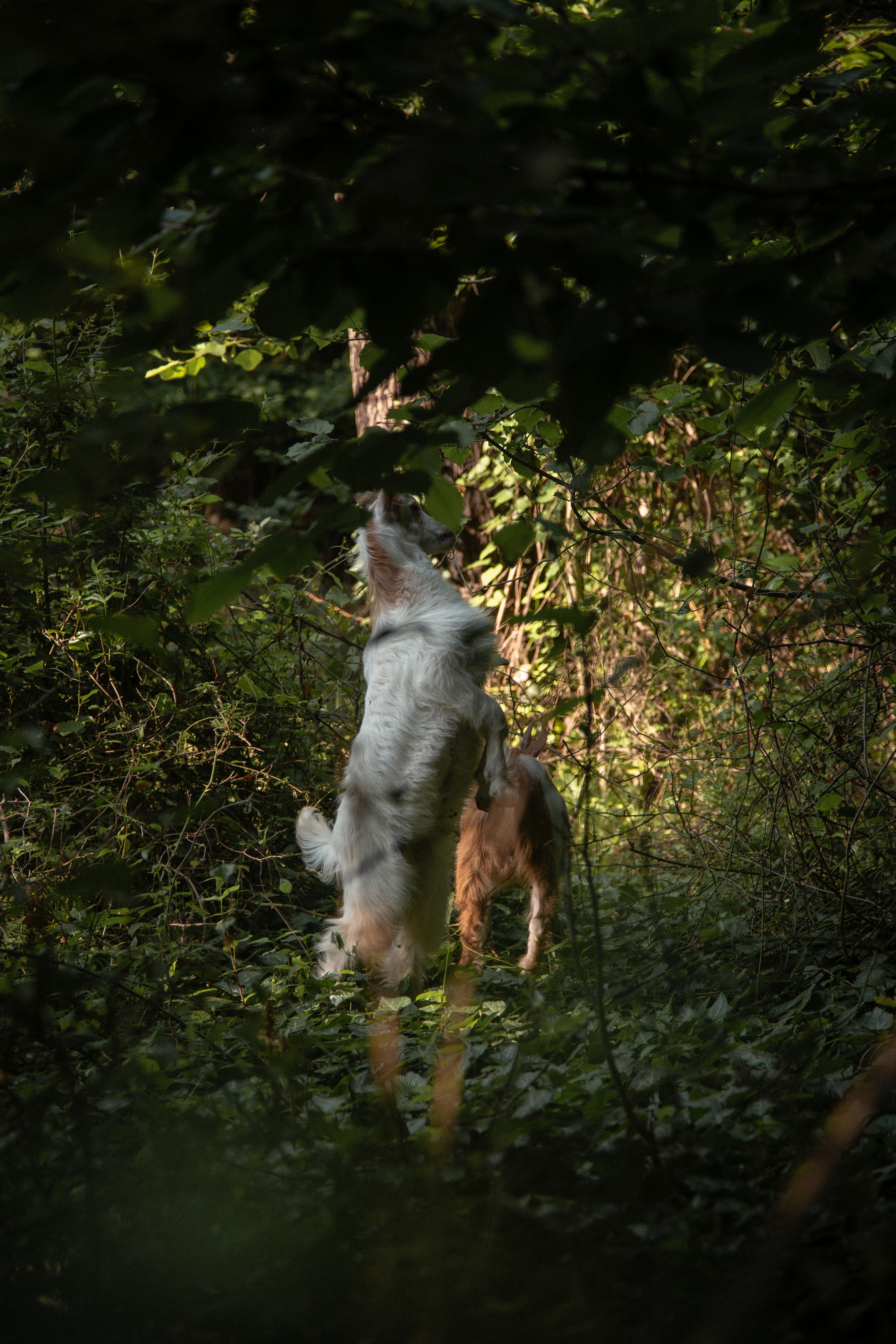 Зоопарк. Dmitriy [KCCC] is a pretty cool photographer