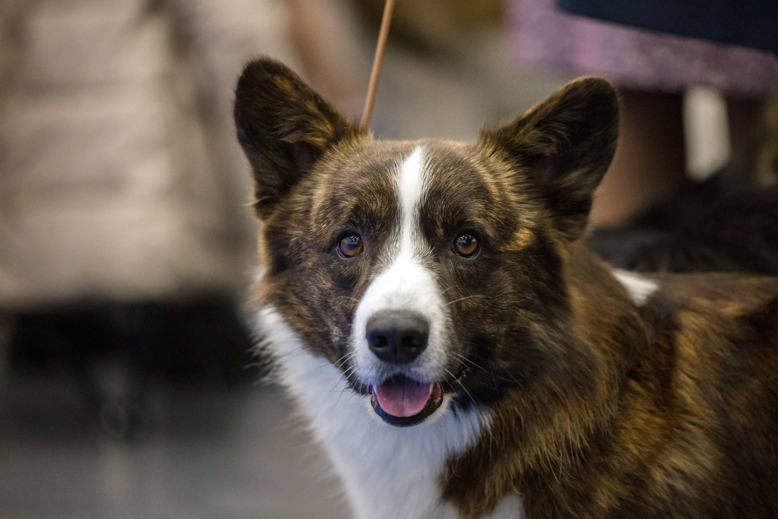 Нижний Новгород 21-22.10.2023. Фотограф-анималист Юлия Германика