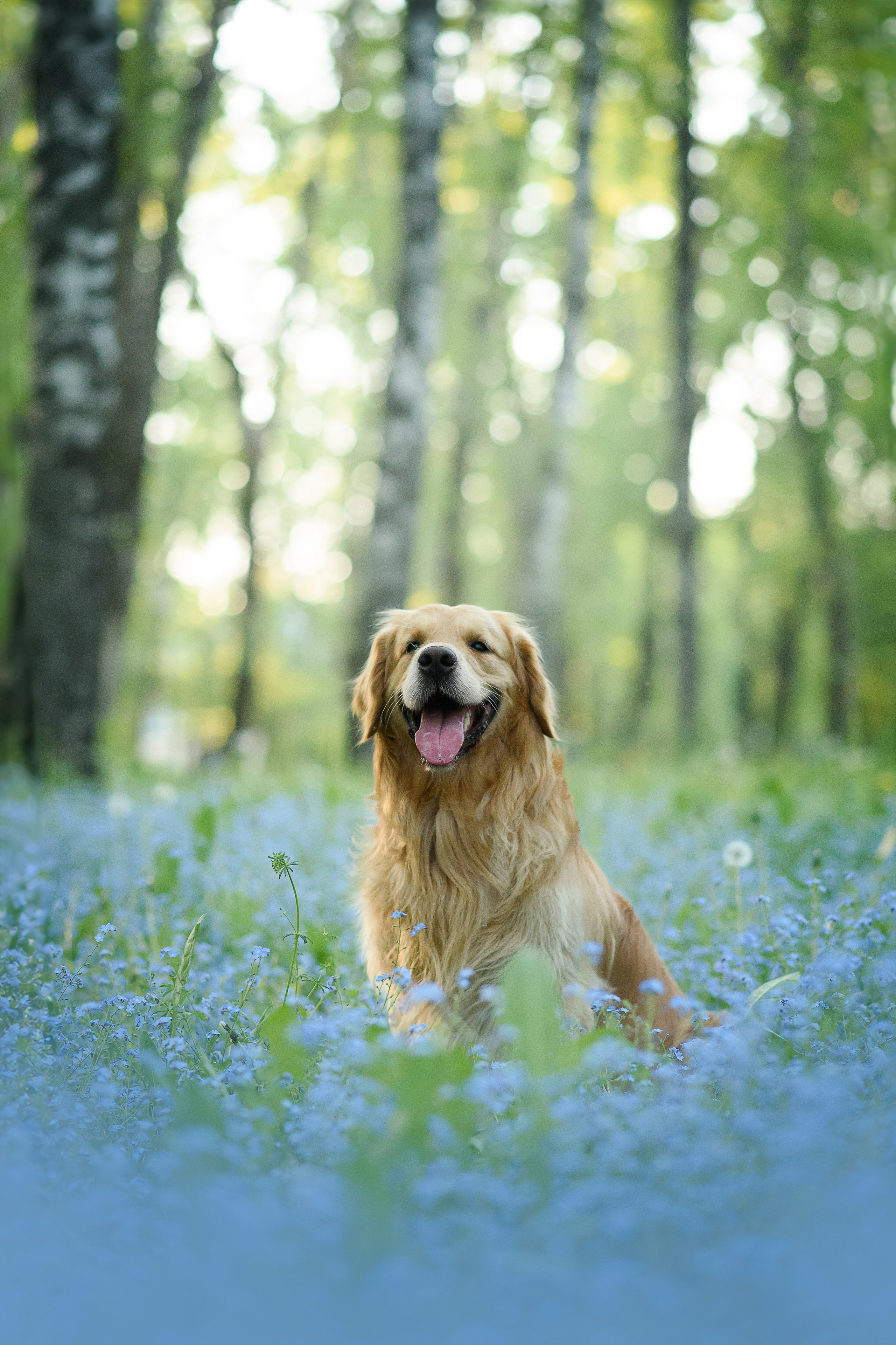 Степа, Йоки и Мята — 29.05.2024. Фотограф — Анималист | Анна Абрамова