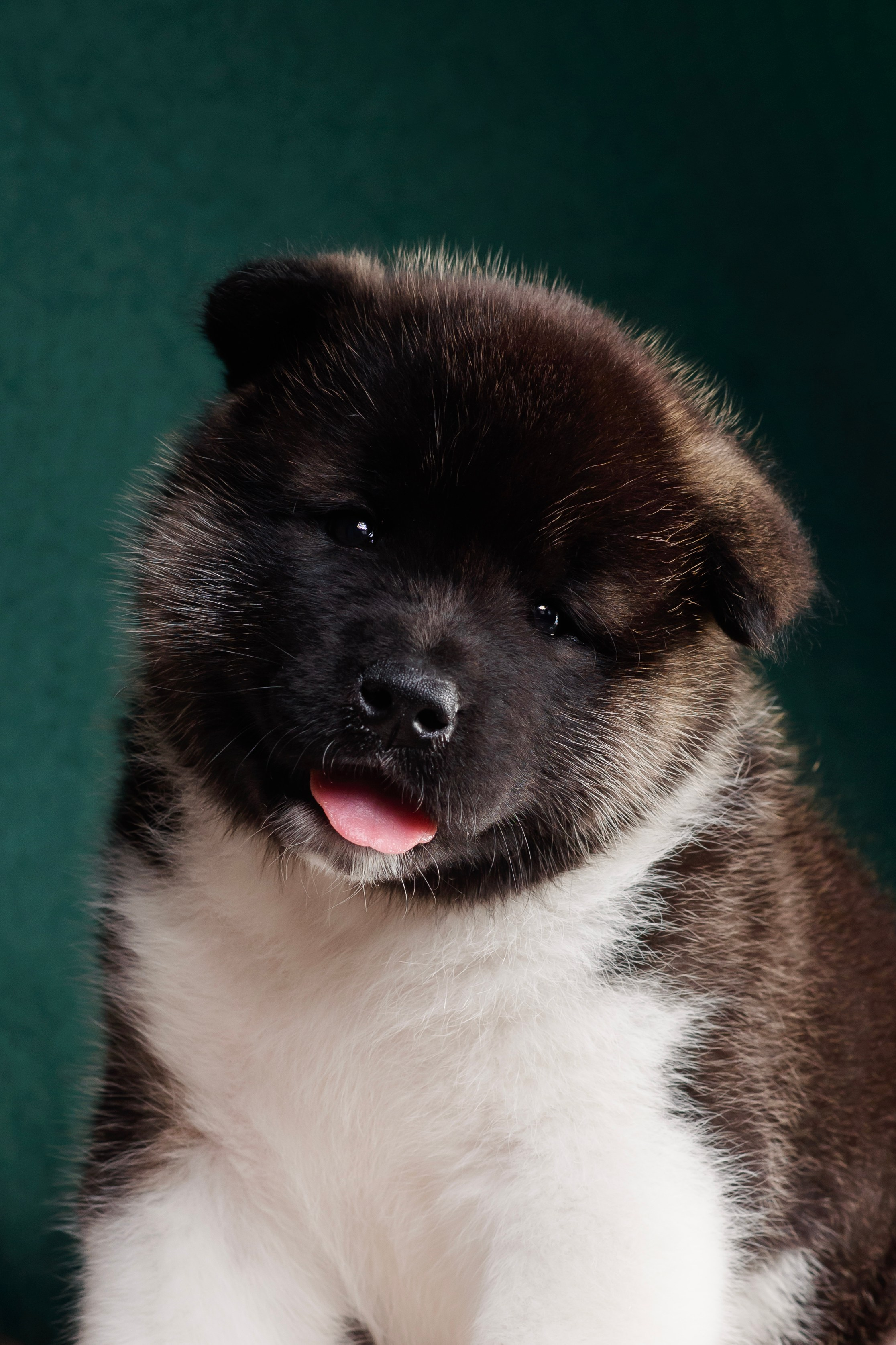 Щенки Американской Акиты. Фотограф — Анималист | Анна Абрамова