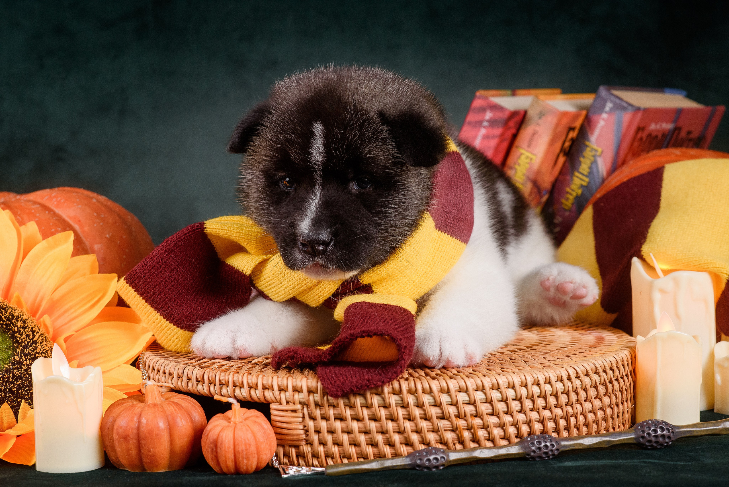 Щенки Американской Акиты — 04.11.2024. Фотограф — Анималист | Анна Абрамова