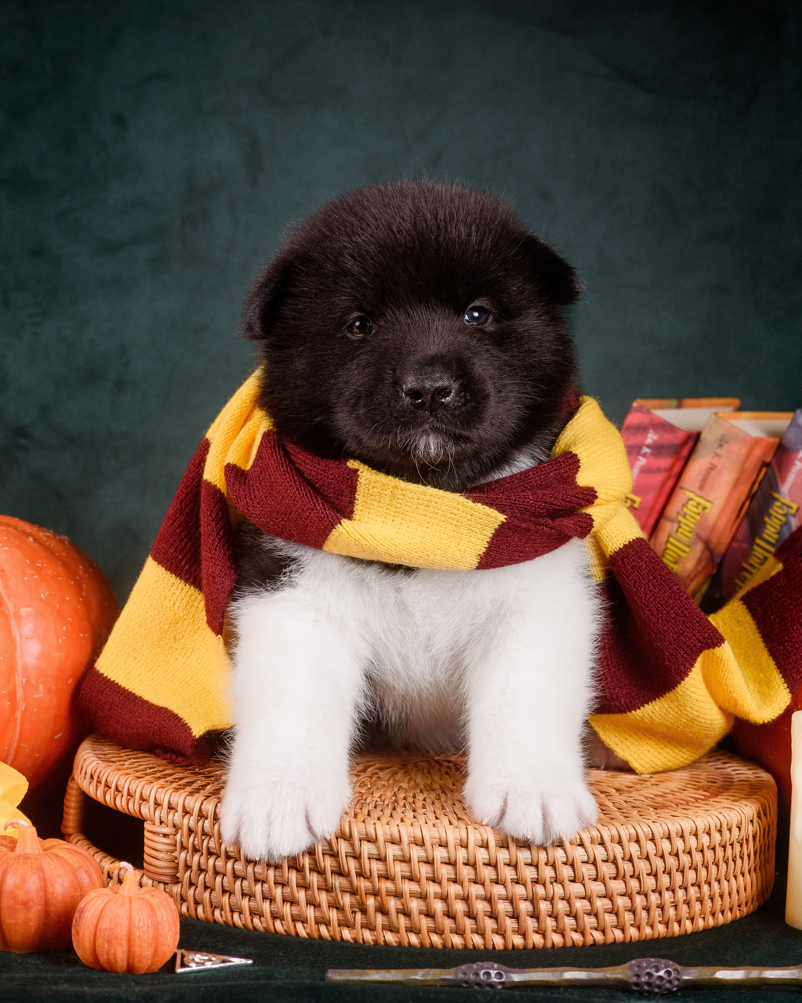 Щенки Американской Акиты — 04.11.2024. Фотограф — Анималист | Анна Абрамова