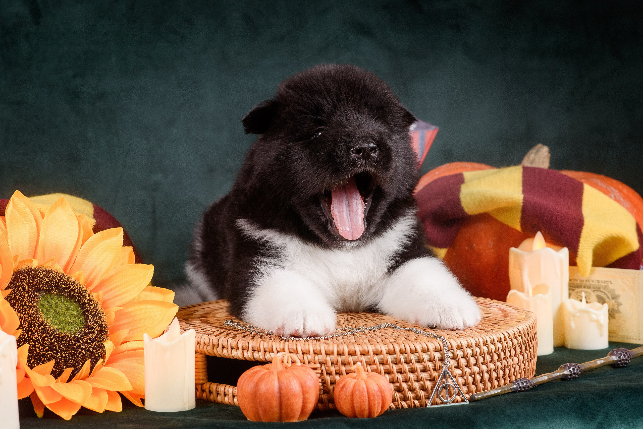 Щенки Американской Акиты — 04.11.2024. Фотограф — Анималист | Анна Абрамова