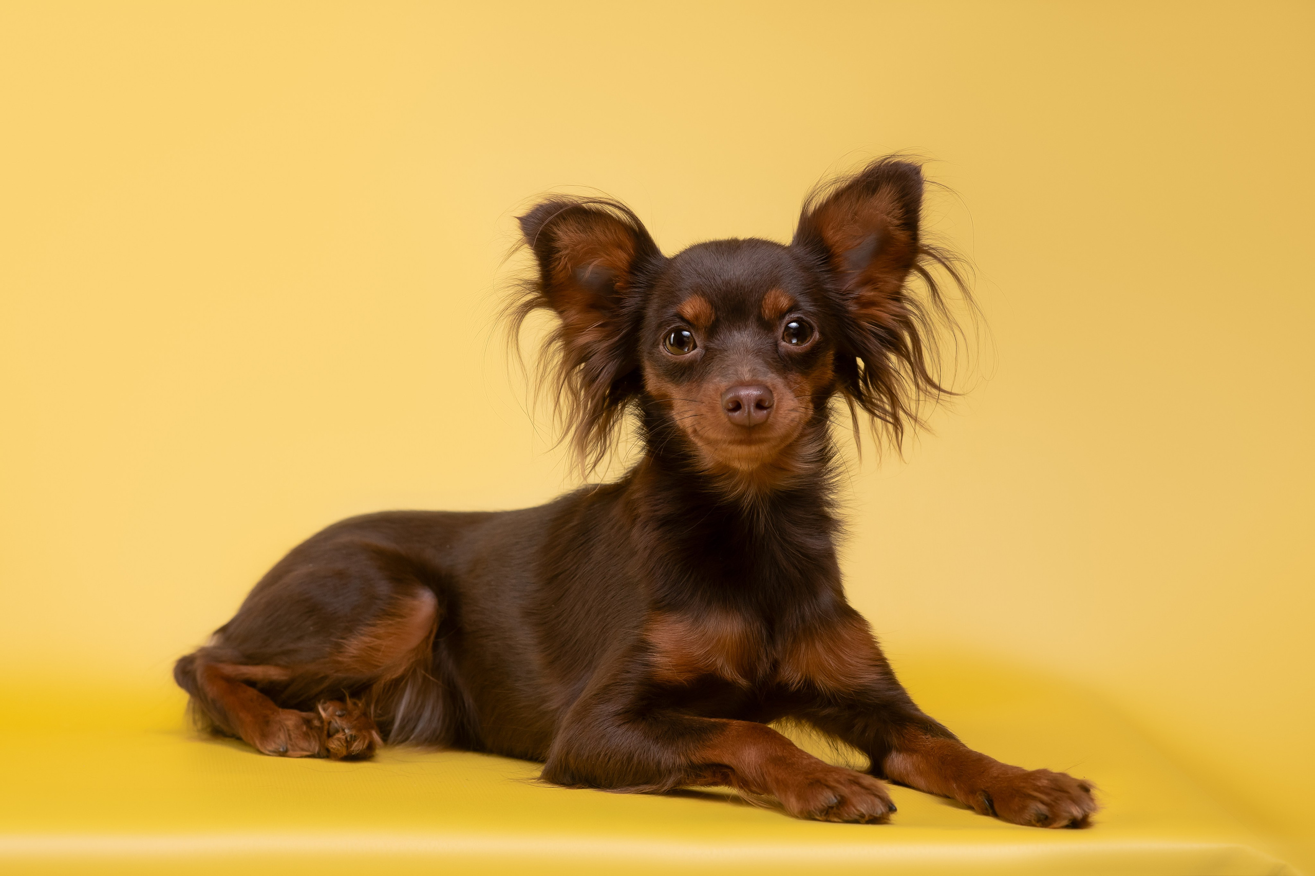 Пражские крысарики — 02.04.2025. Фотограф — Анималист | Анна Абрамова