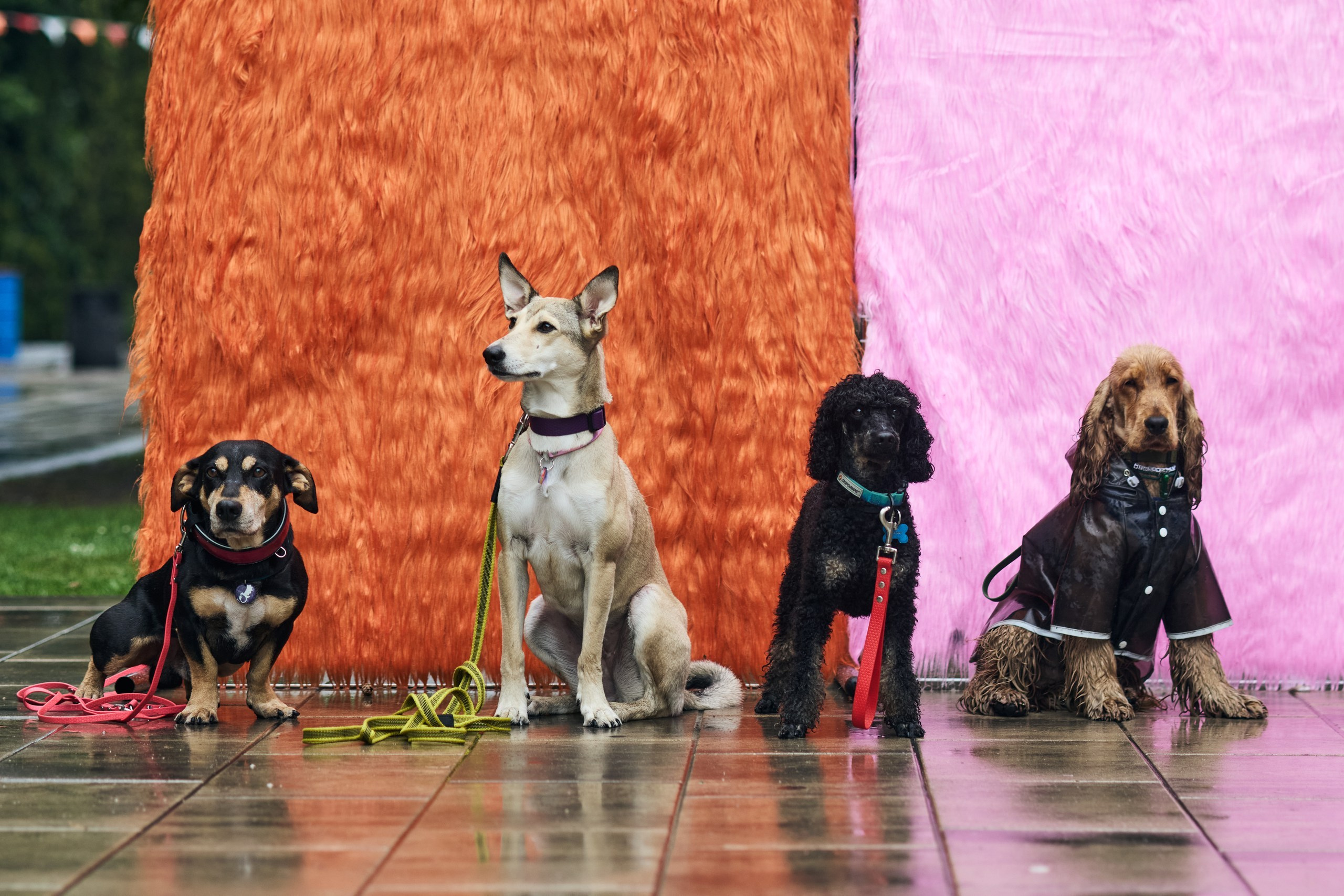 Четыре Лапы. Свадебный и репортажный фотограф Дмитрий Кононенко
