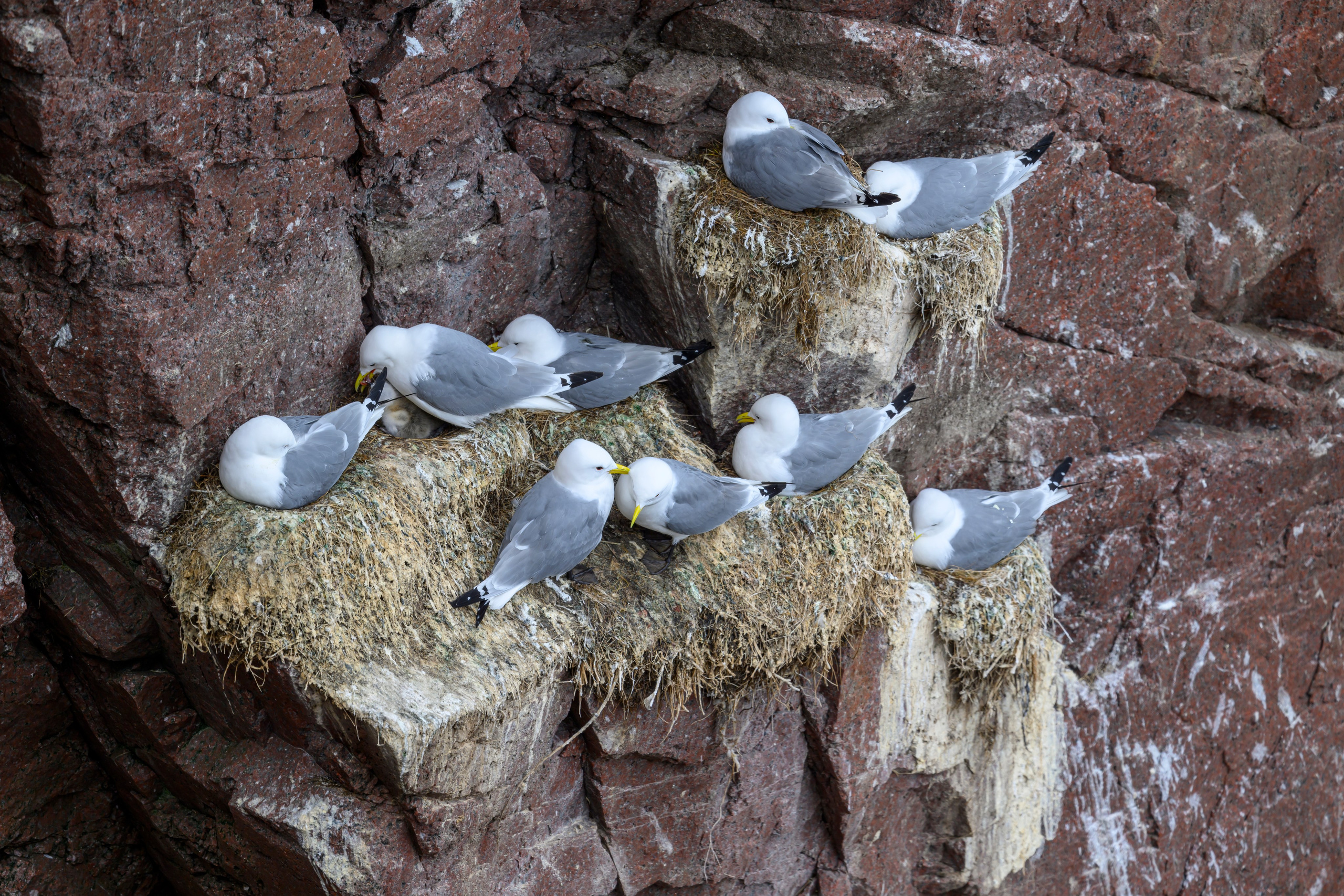 Мурманская область. Июнь 2024. Фотограф Сергей Пупонин