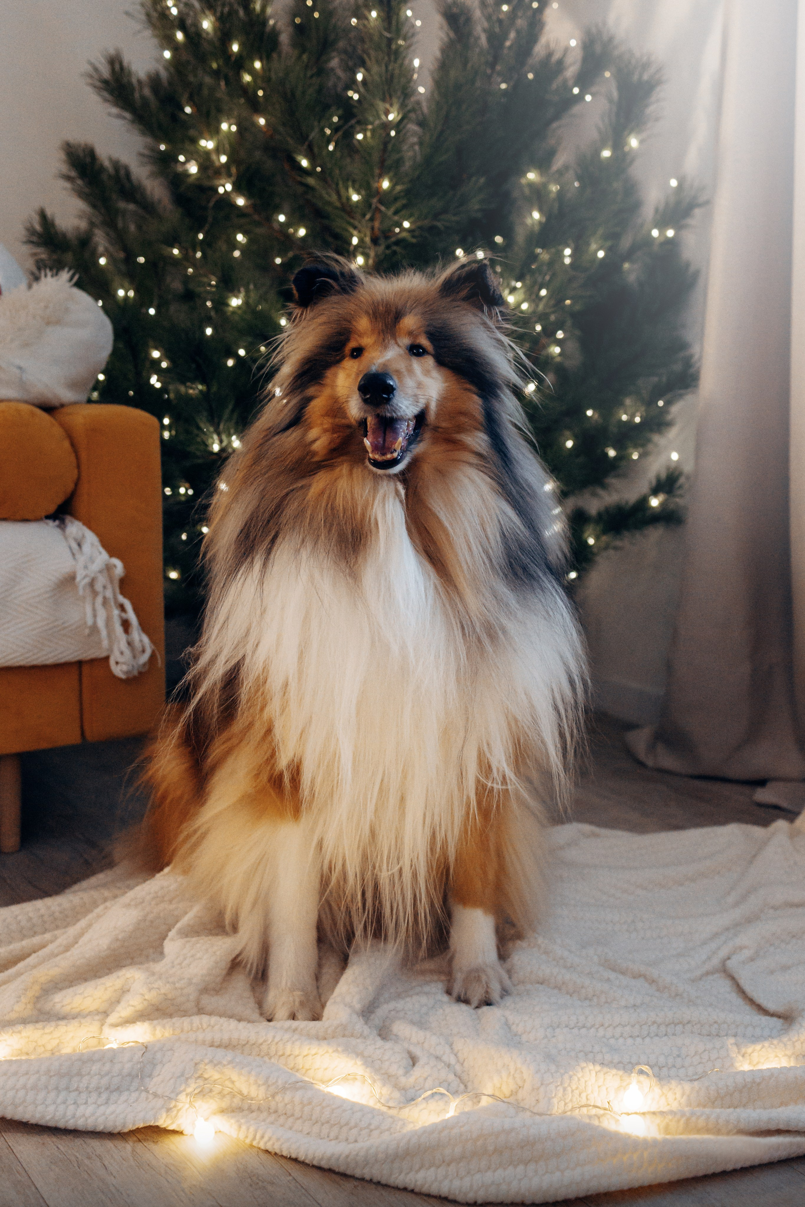 Юлиана, Элли и Райан. YULA KOLESOVA | Фотограф — Анималист | Художник | Тюмень