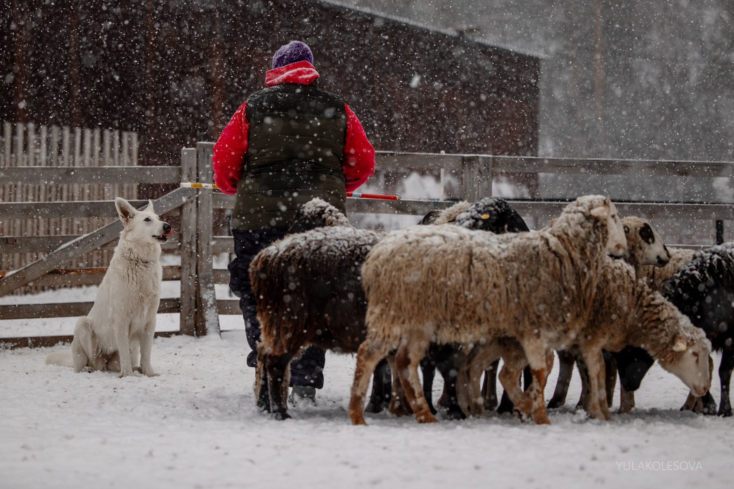 Пастуший интенсив, ноябрь 2024. YULA KOLESOVA | Фотограф — Анималист | Художник | Тюмень