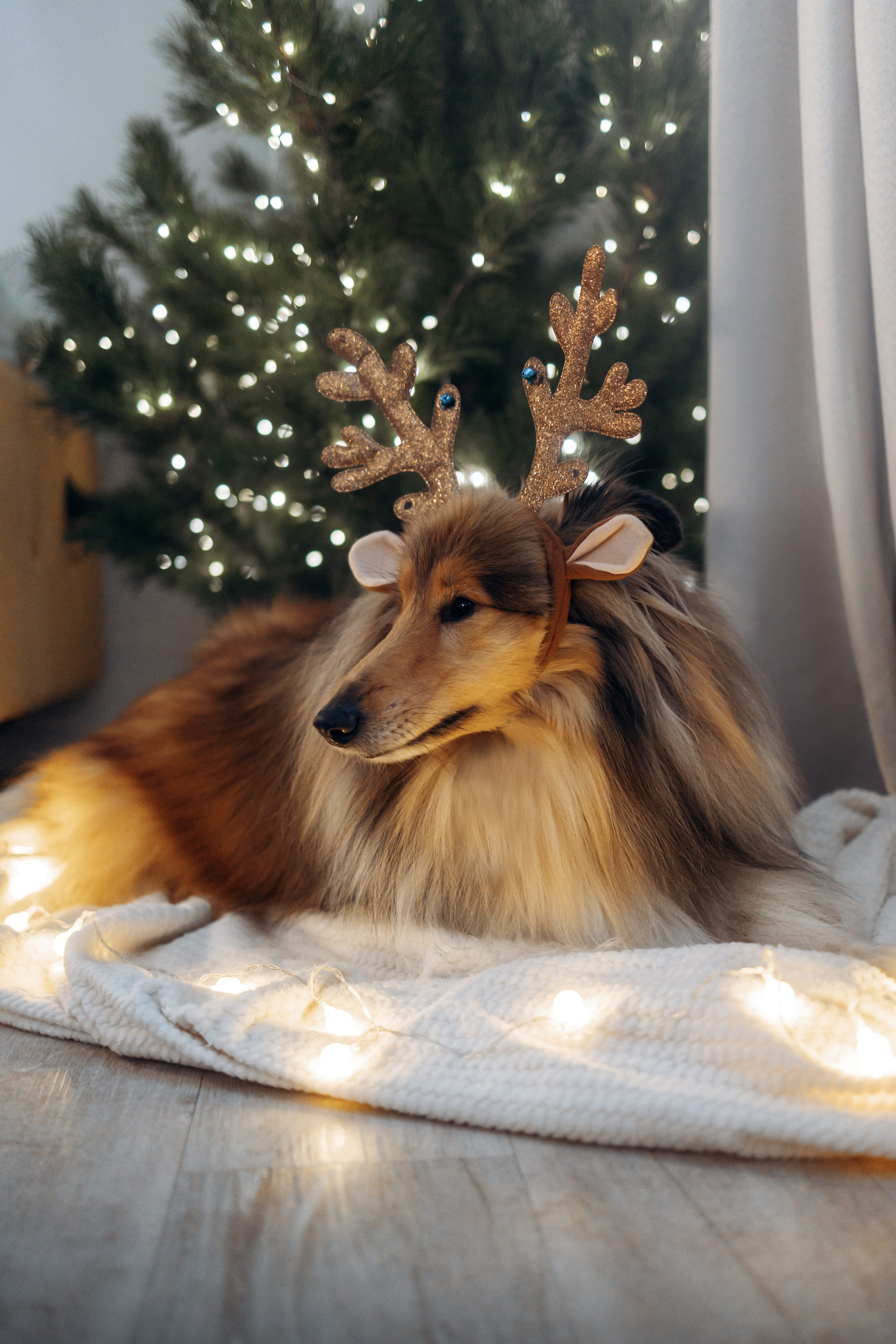 Юлиана, Элли и Райан. YULA KOLESOVA | Фотограф — Анималист | Художник | Тюмень