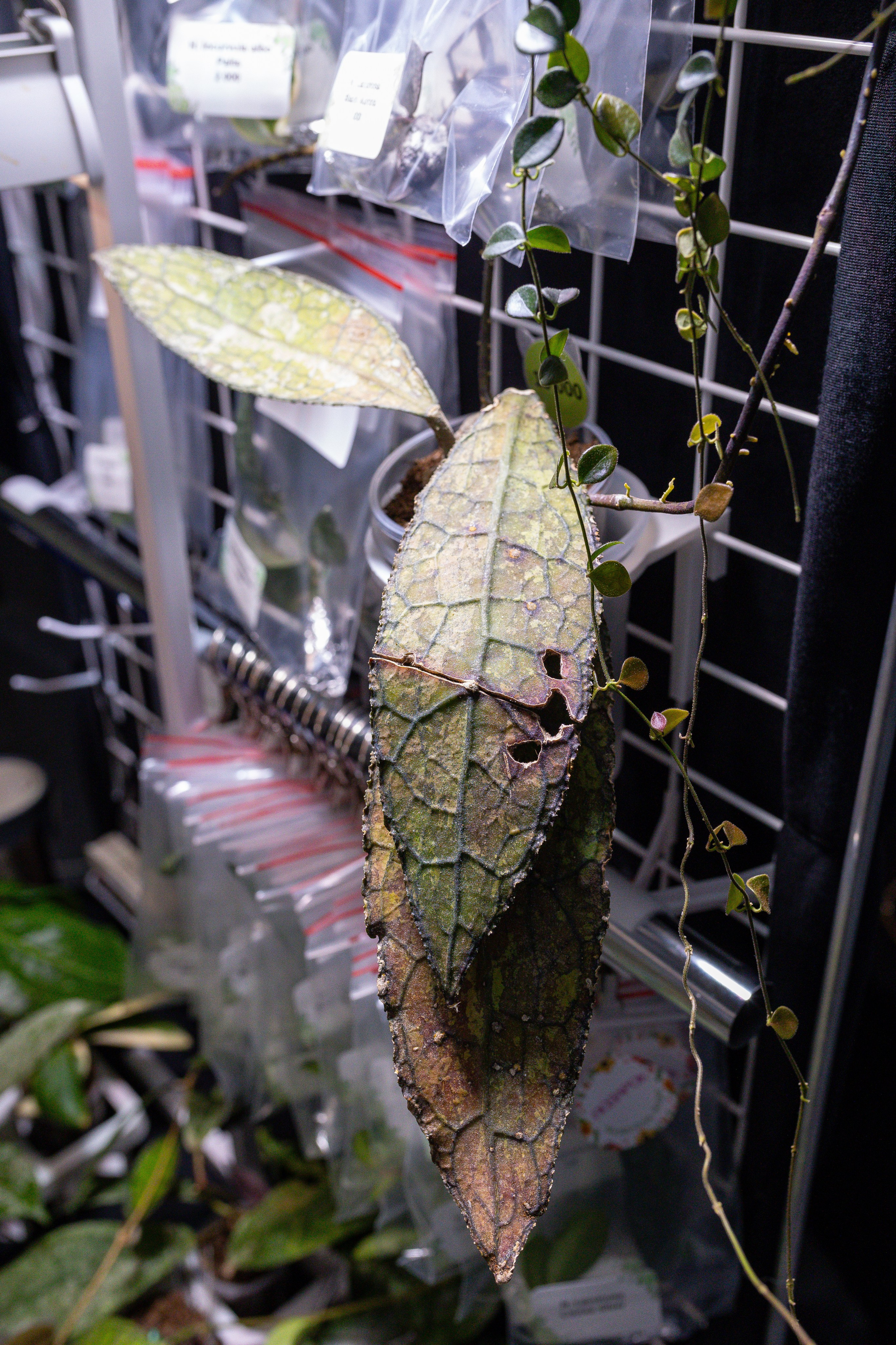 Монстериум 11–12 октября. Александра Куликова фотограф, Москва