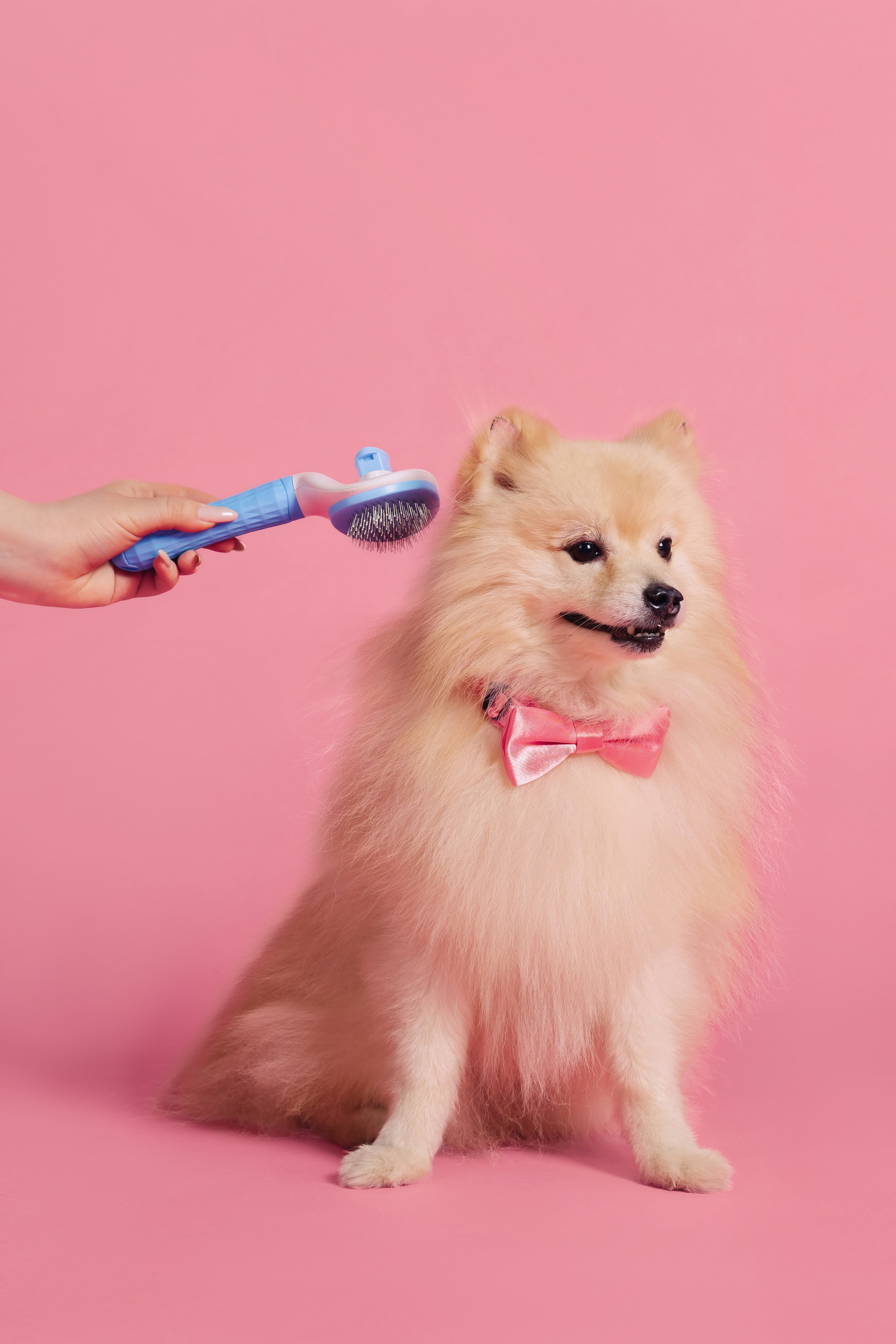 Магазин Friend of mine. Фотограф-анималист Елена Радченко, Москва