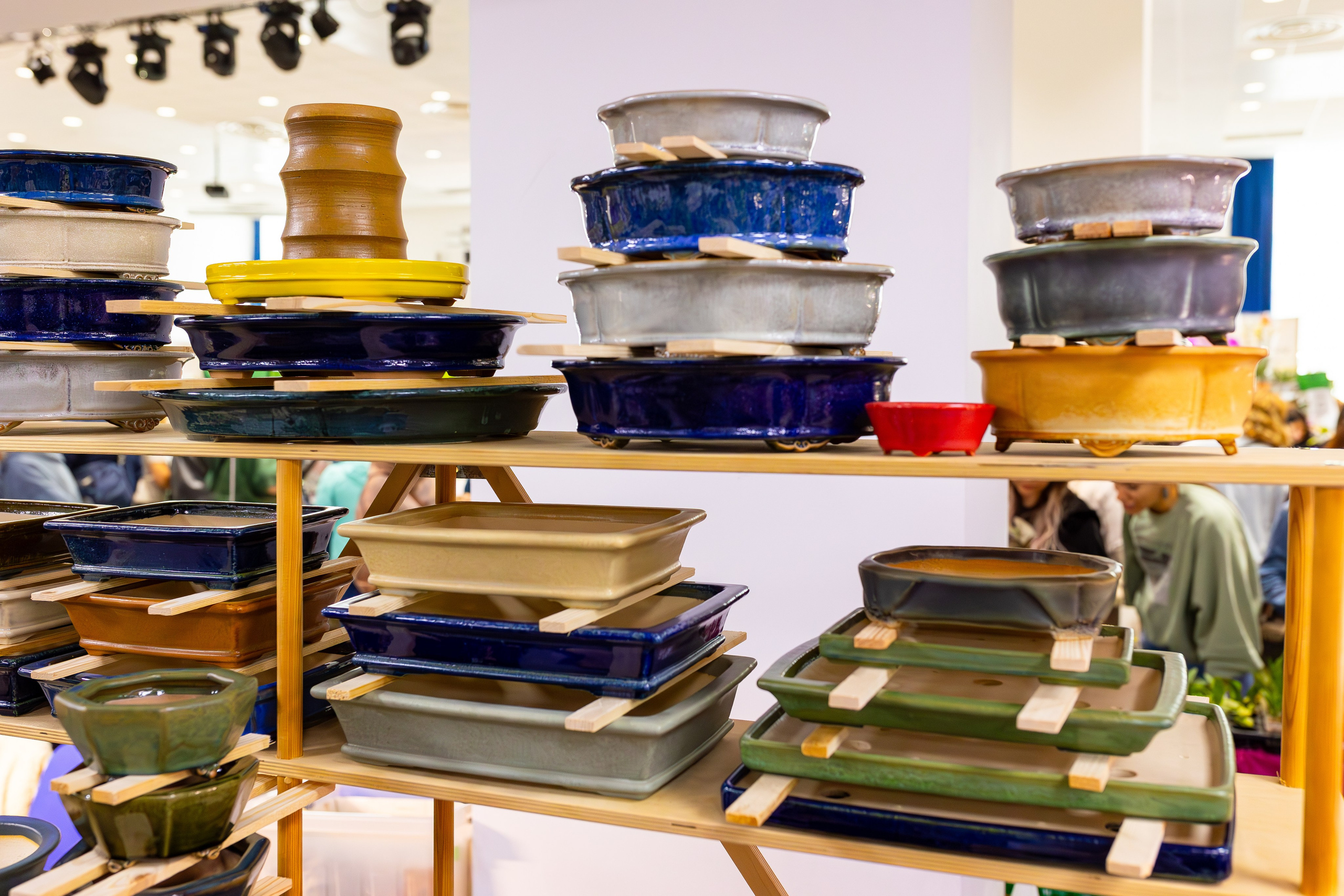 Орхидиум сентябрь 2025. Александра Куликова фотограф, Москва