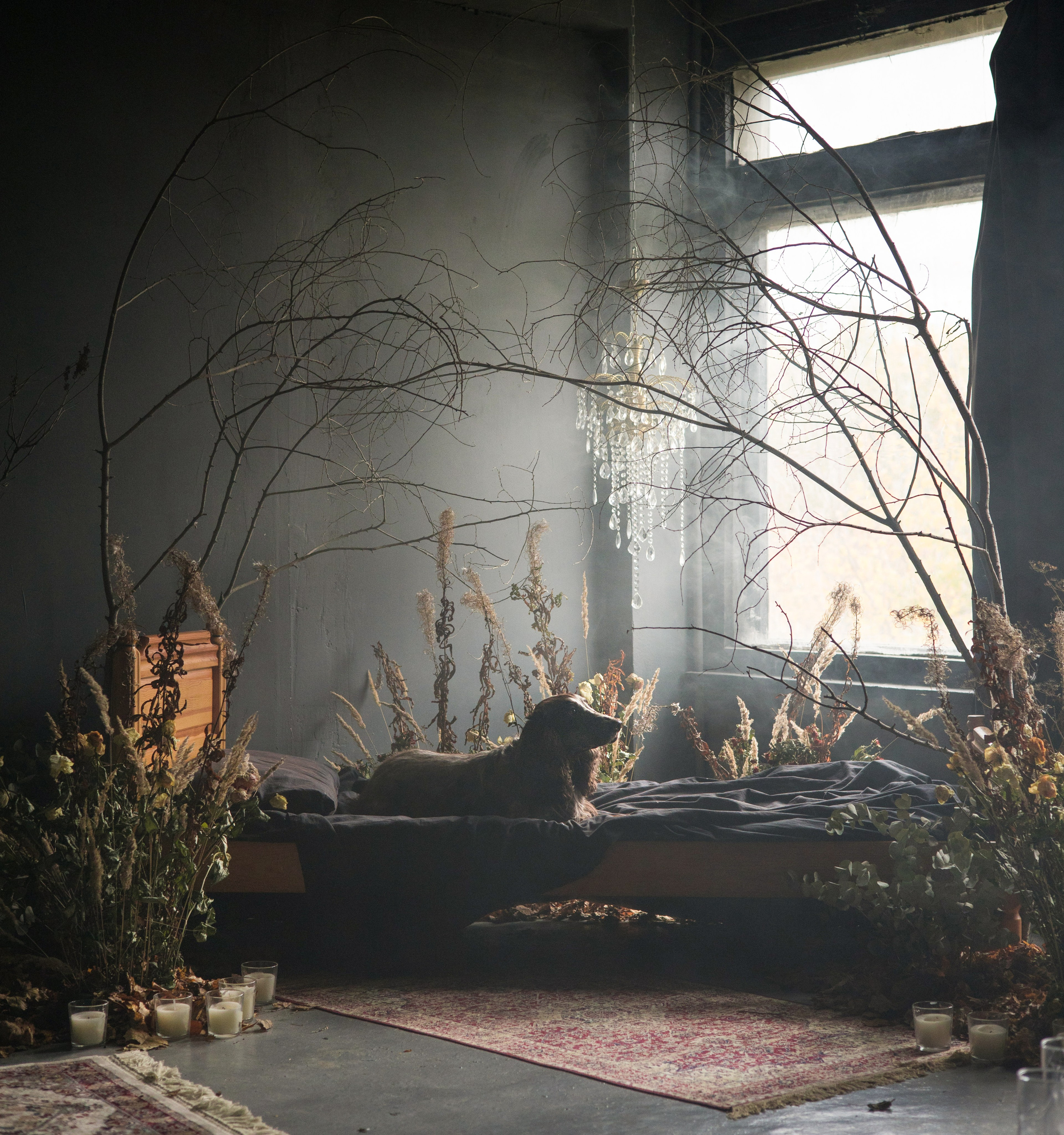 Портфолио. Фотограф-анималист в Екатеринбурге Марина Шишкина