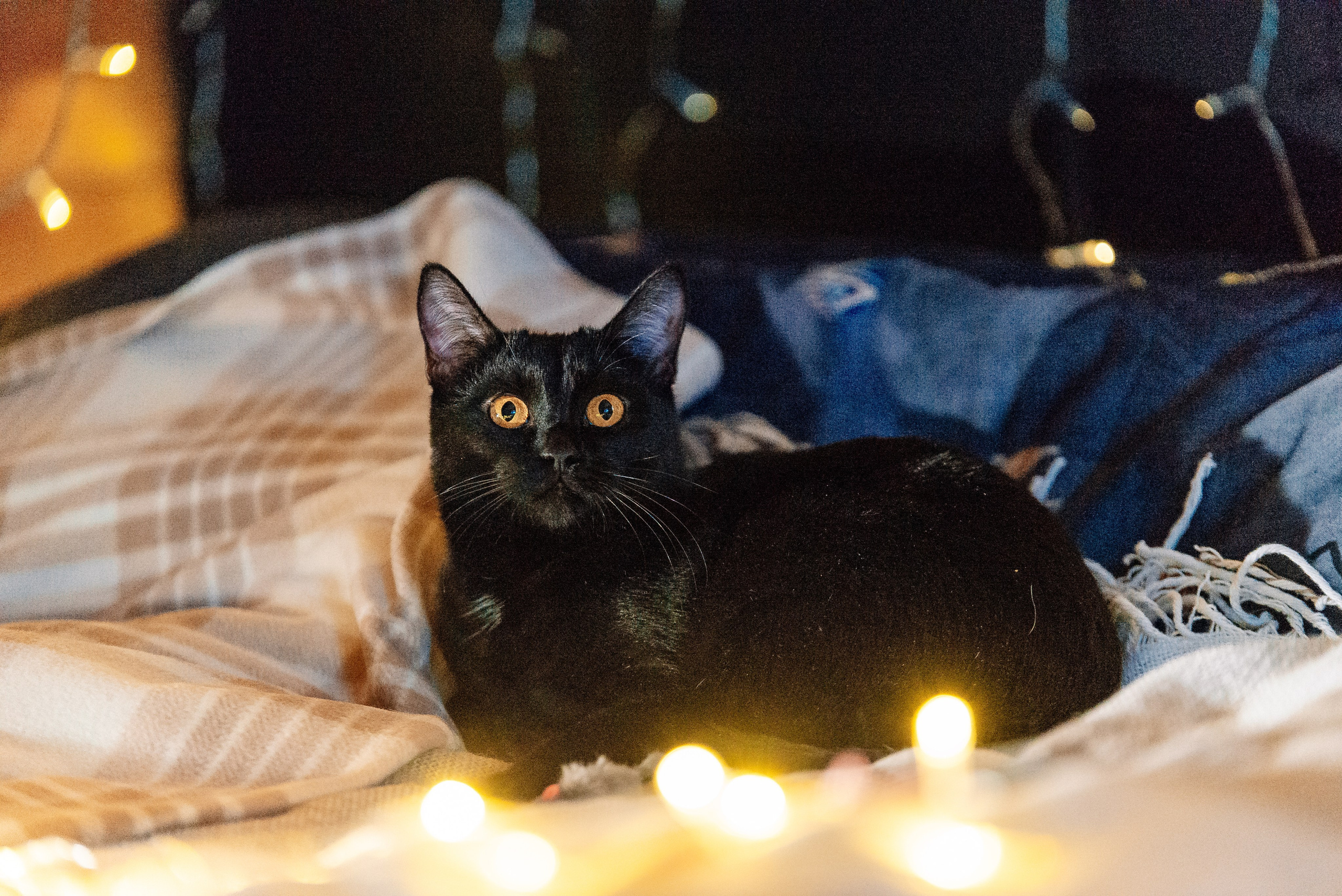 Питомец в кадре. Фотограф-анималист Анастасия Парфенова|Екатеринбург