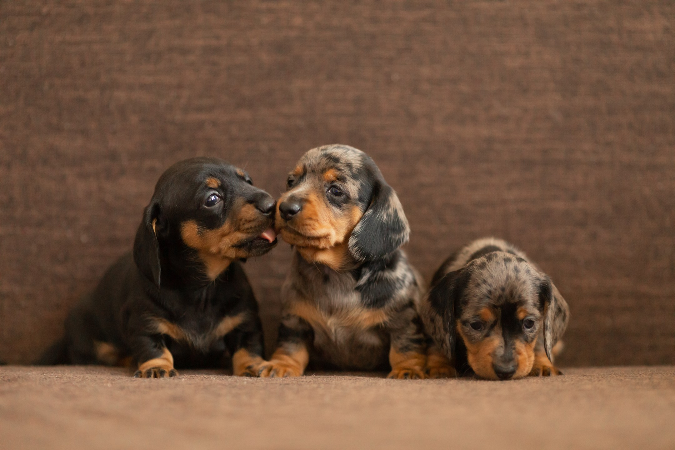Собаки. Конный фотограф Валынкина Лера