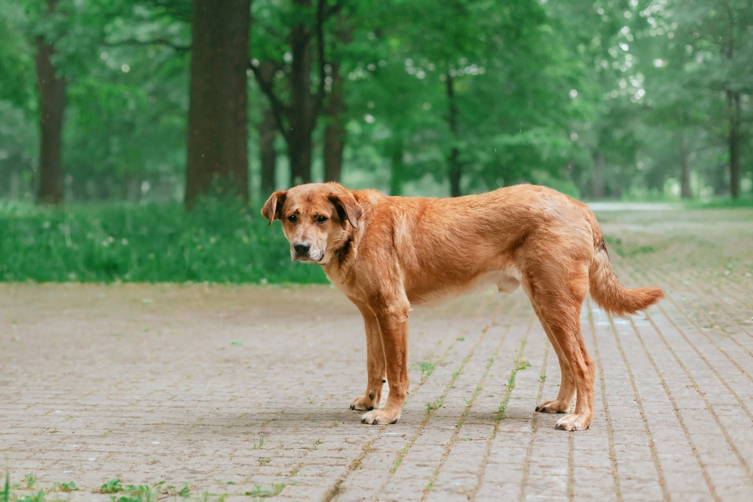 Собаки из приюта Дубовая роща лето 2025. Фотограф-анималист Татьяна Степанова