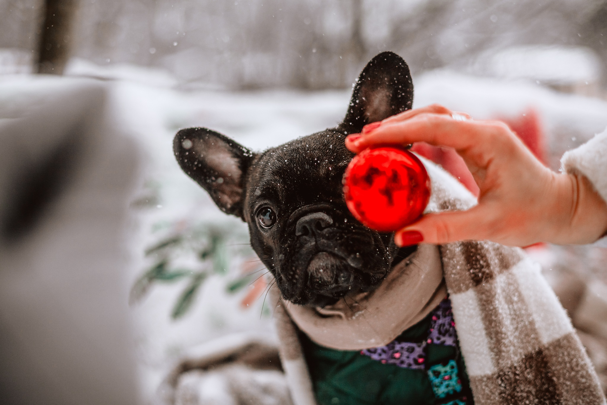 Кантри Хаус. Фотограф-анималист Татьяна Степанова