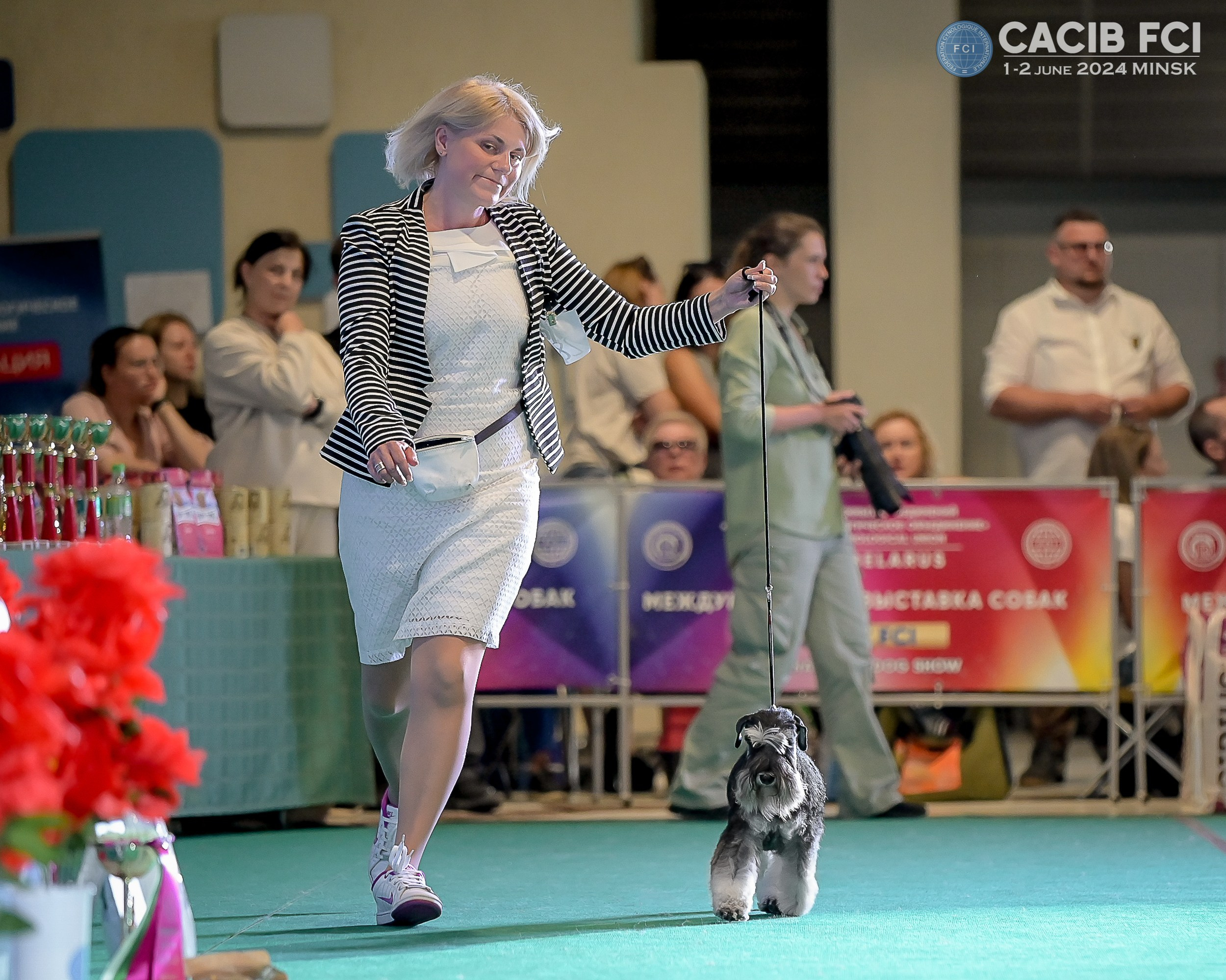 Питомник Делинсо Бэлэнс, щенки цвергшнауцера, купить щенка цвергшнауцера, питомник цвергшнауцеров, кобель цвергшнауцера для вязки, щенок цвергшнауцера, питомник цвергшнауцеров, черный с серебром, цверг, лучший питомник в беларуси