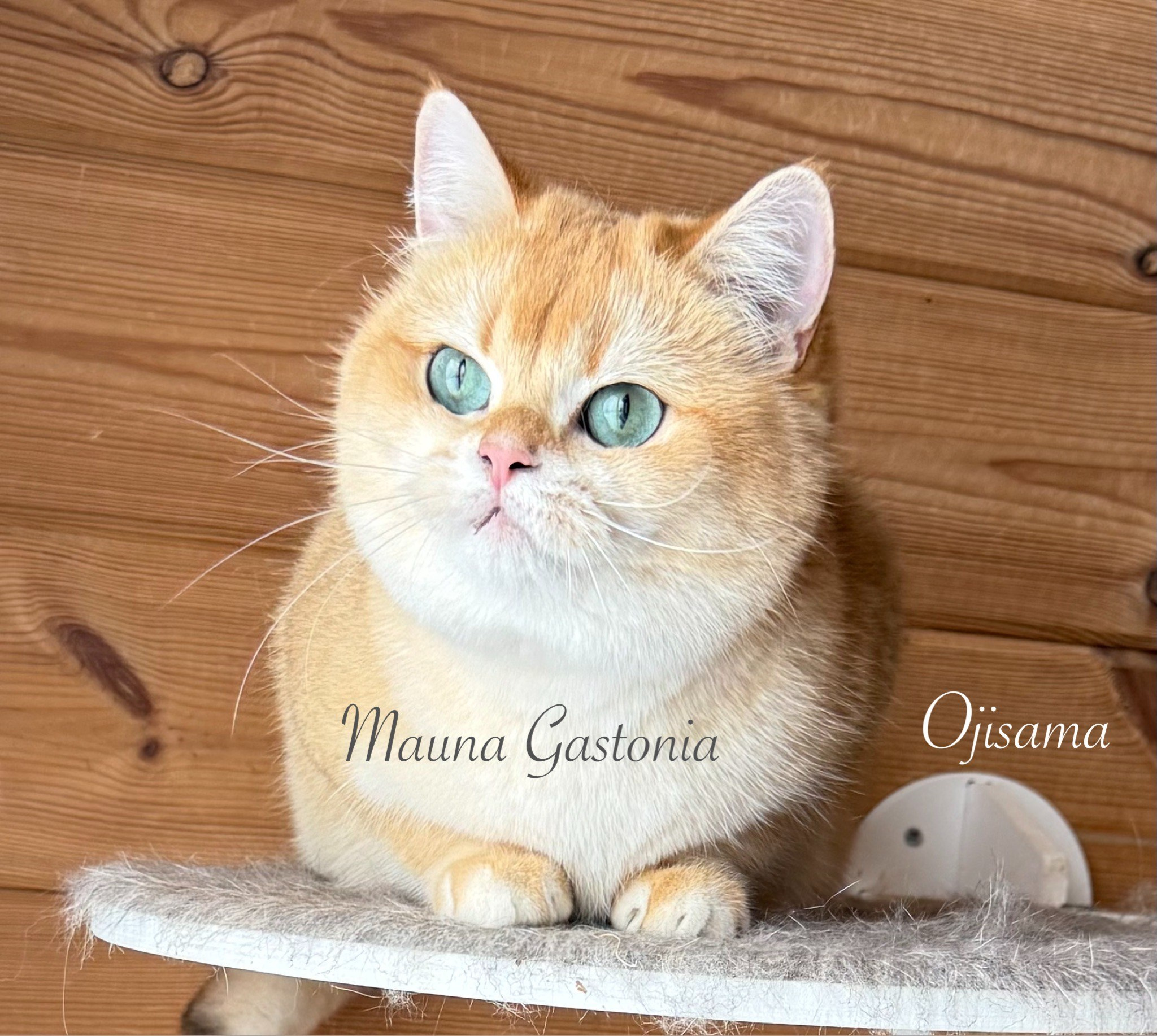 Ojisama. Mauna Gastonia