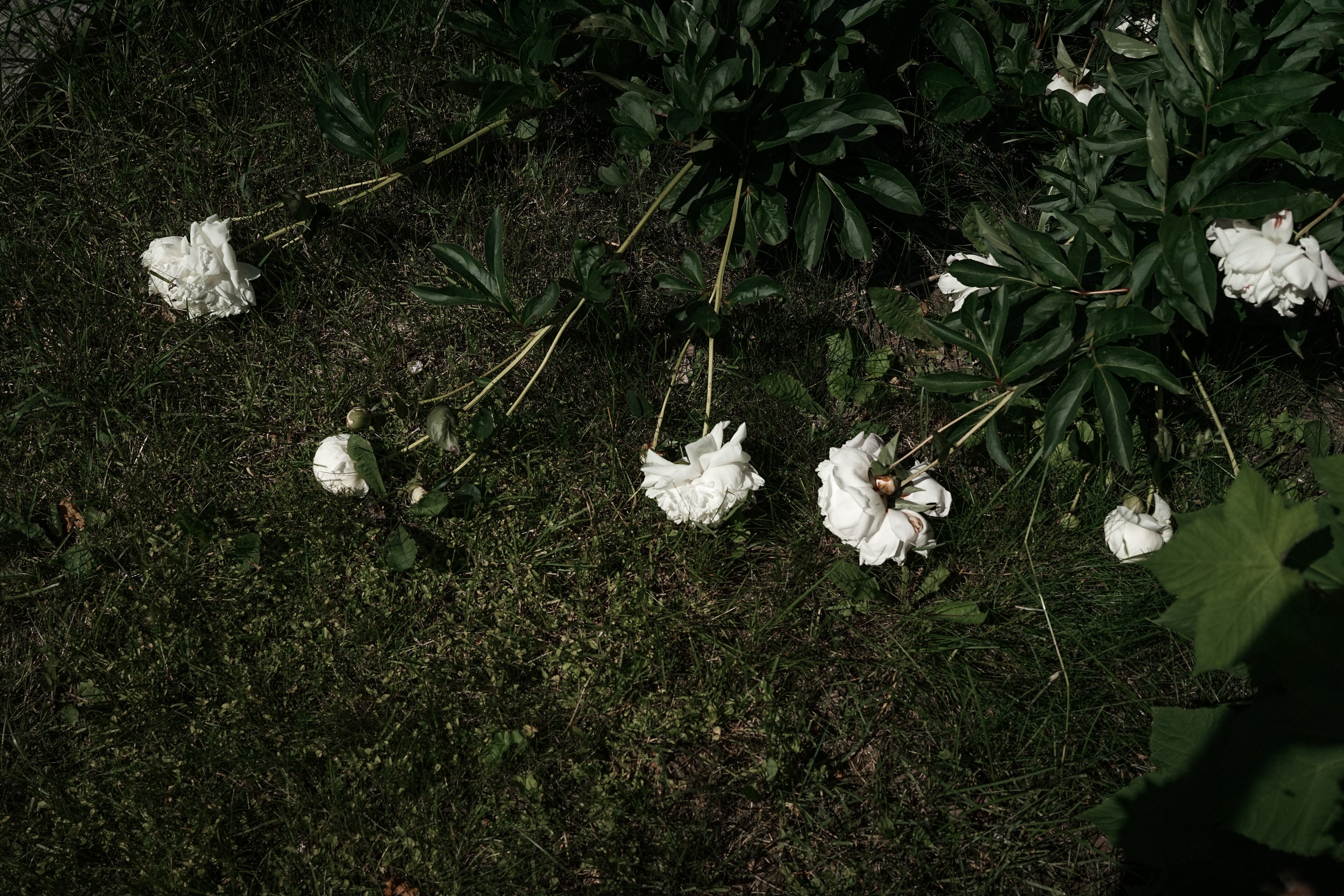 WelnaPark. Свадебный фотограф AllexD в Москве, Санкт-Петербурге