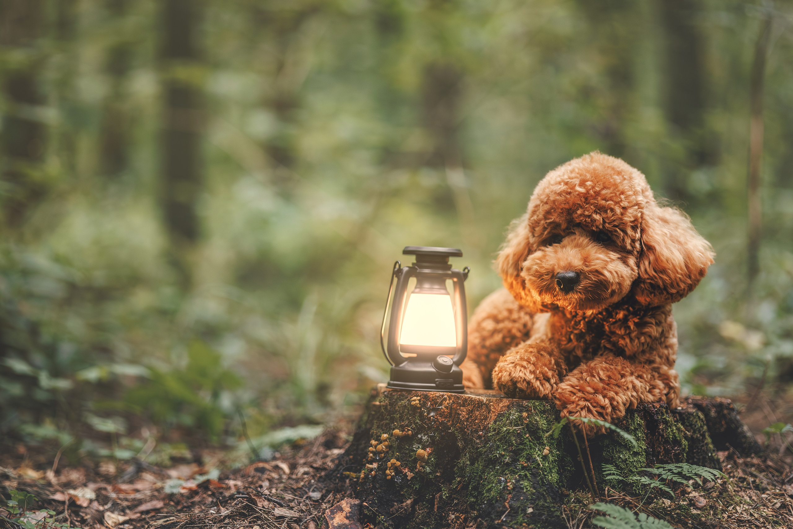 Лесная прошулка. Фотограф Анималист в Москве Анастасия Жучкова