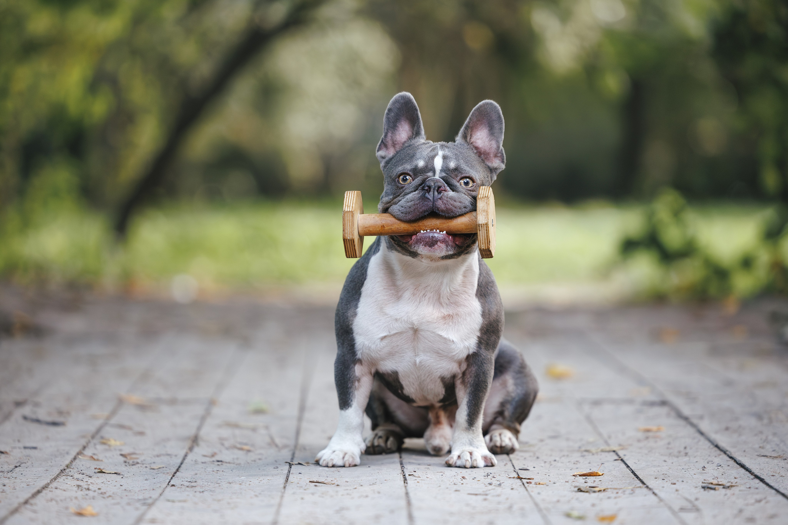 Французский Бульдог в Воронцовском парке (в обработке). Фотограф Анималист в Москве Анастасия Жучкова