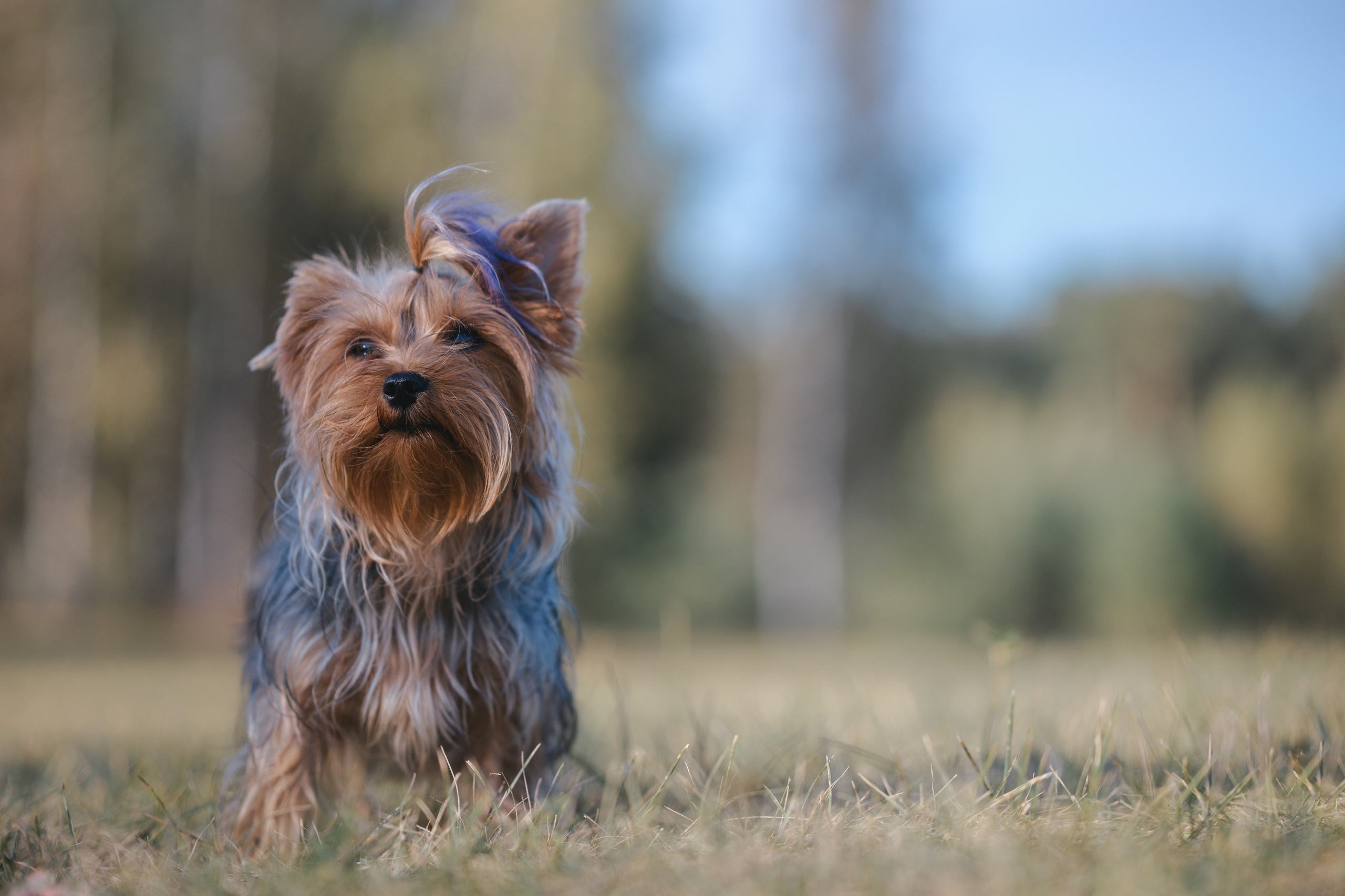 Прогулка в Мещерском парке. Фотограф Анималист в Москве Анастасия Жучкова