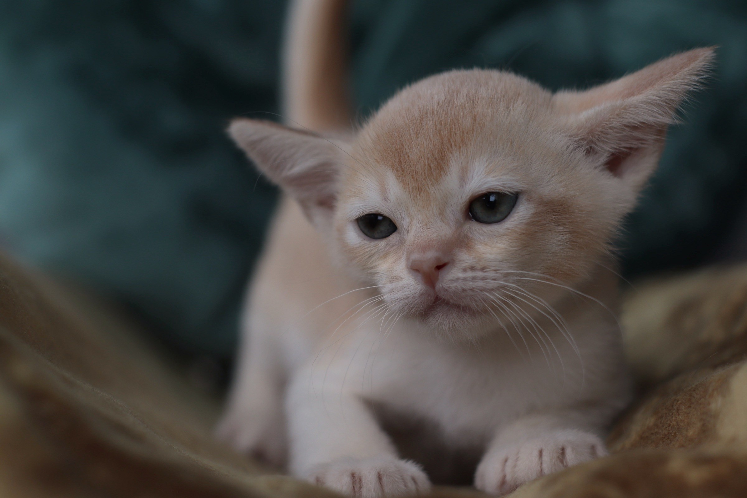 Danny BurLabella, кремовый мальчик